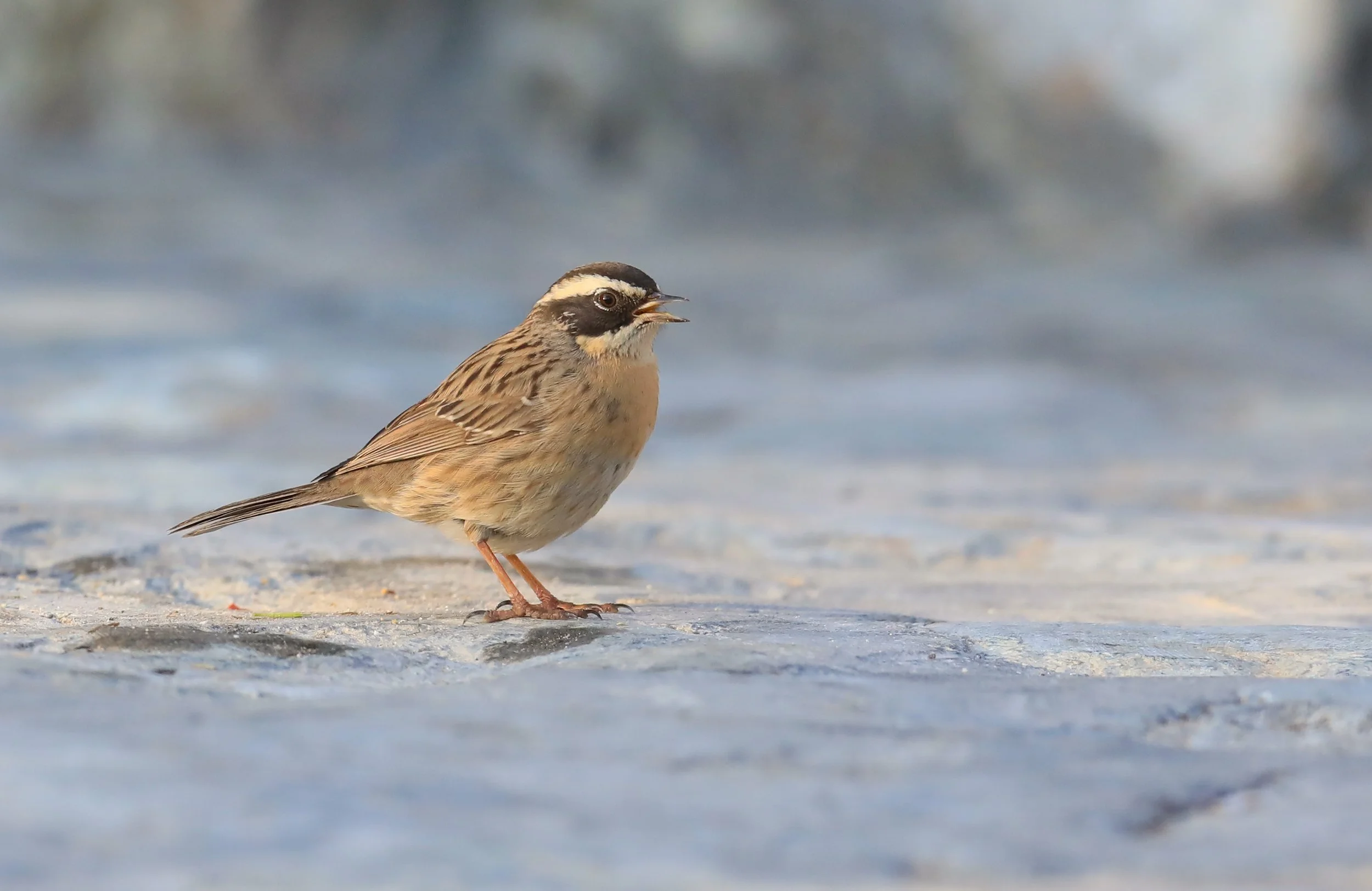 Photo Credit: Paul Kinnock