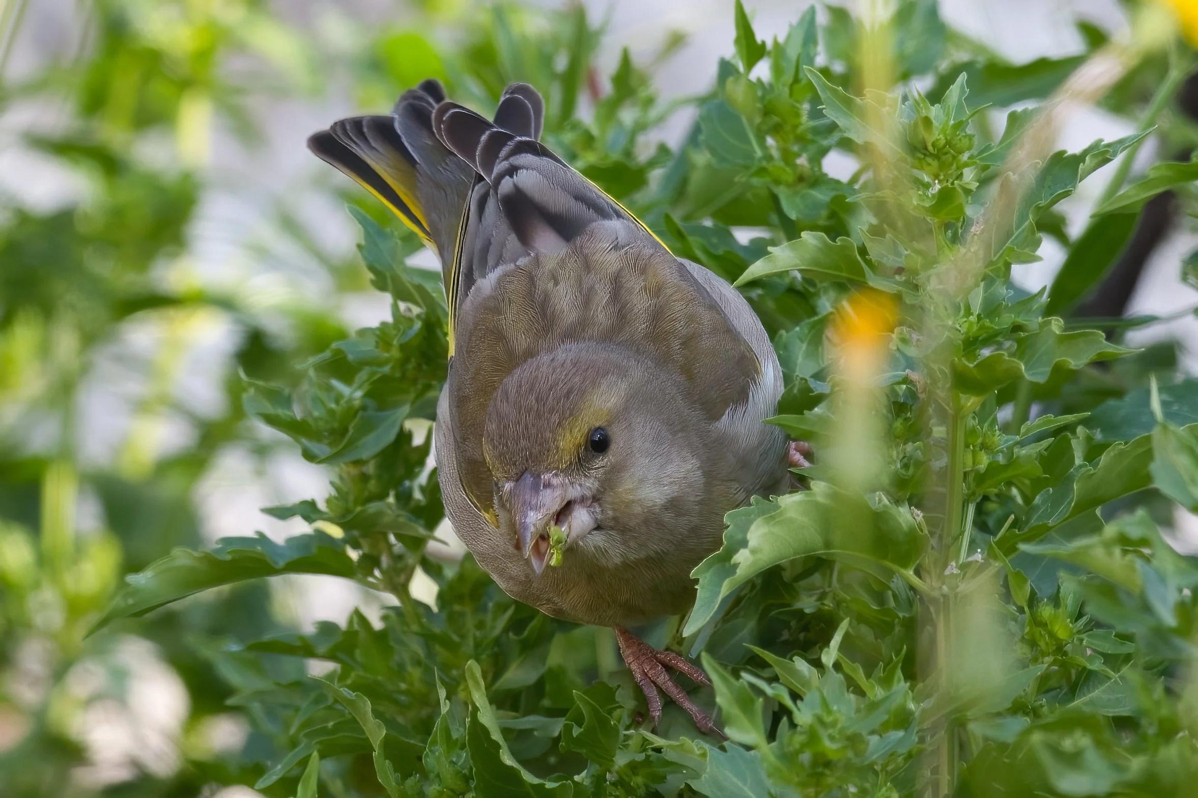 European Greenfinch | الحسون الأخضر الأوروبي | Chloris chloris