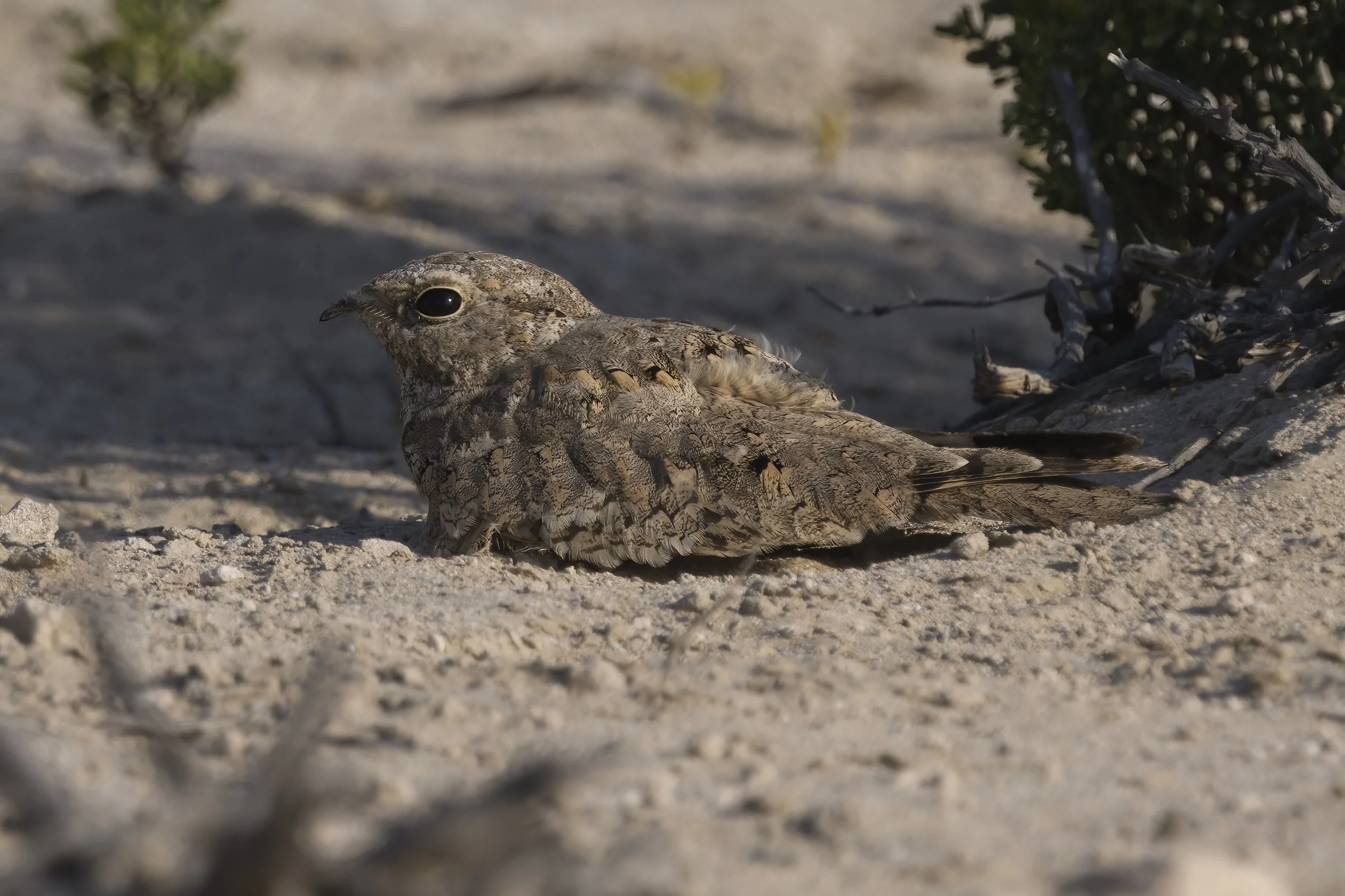 Egyptian Nightjar
