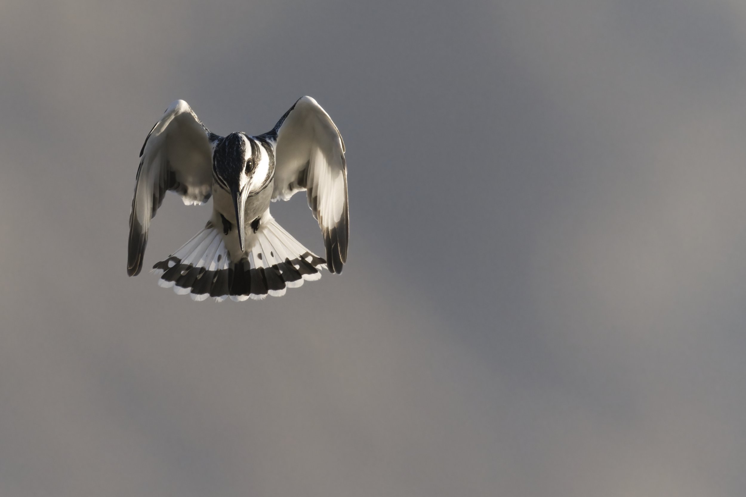 Best Birds watching Guide UAE