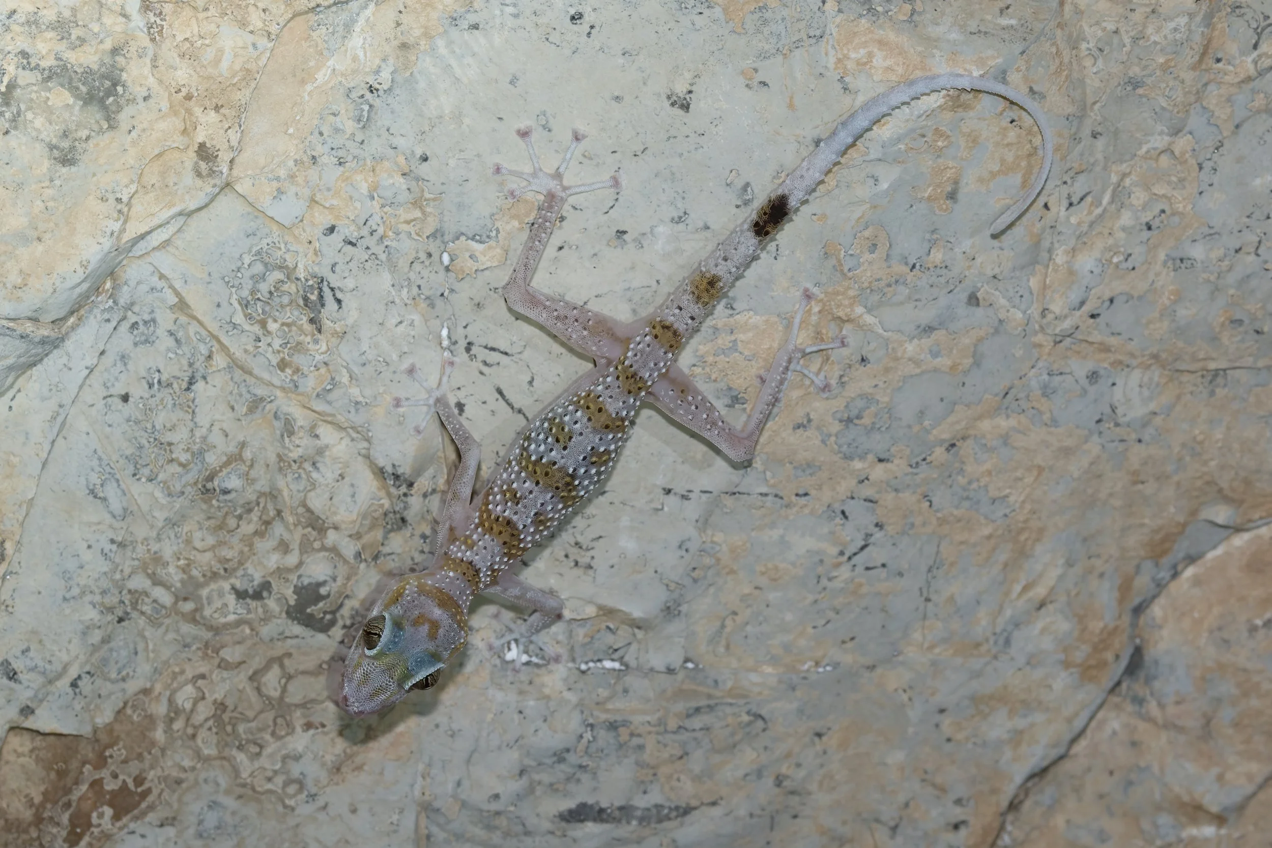 Gardner’s Leaf-toed Gecko (Asaccus gardneri)
