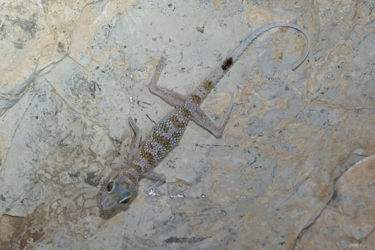 Gardner’s Leaf-toed Gecko