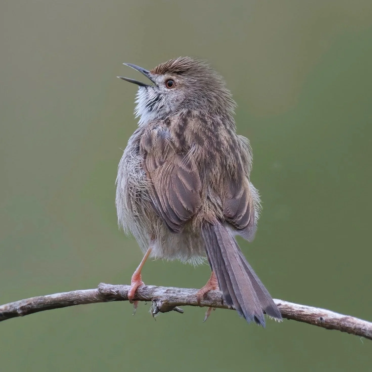 Graceful Prinia (Prinia gracilis)
