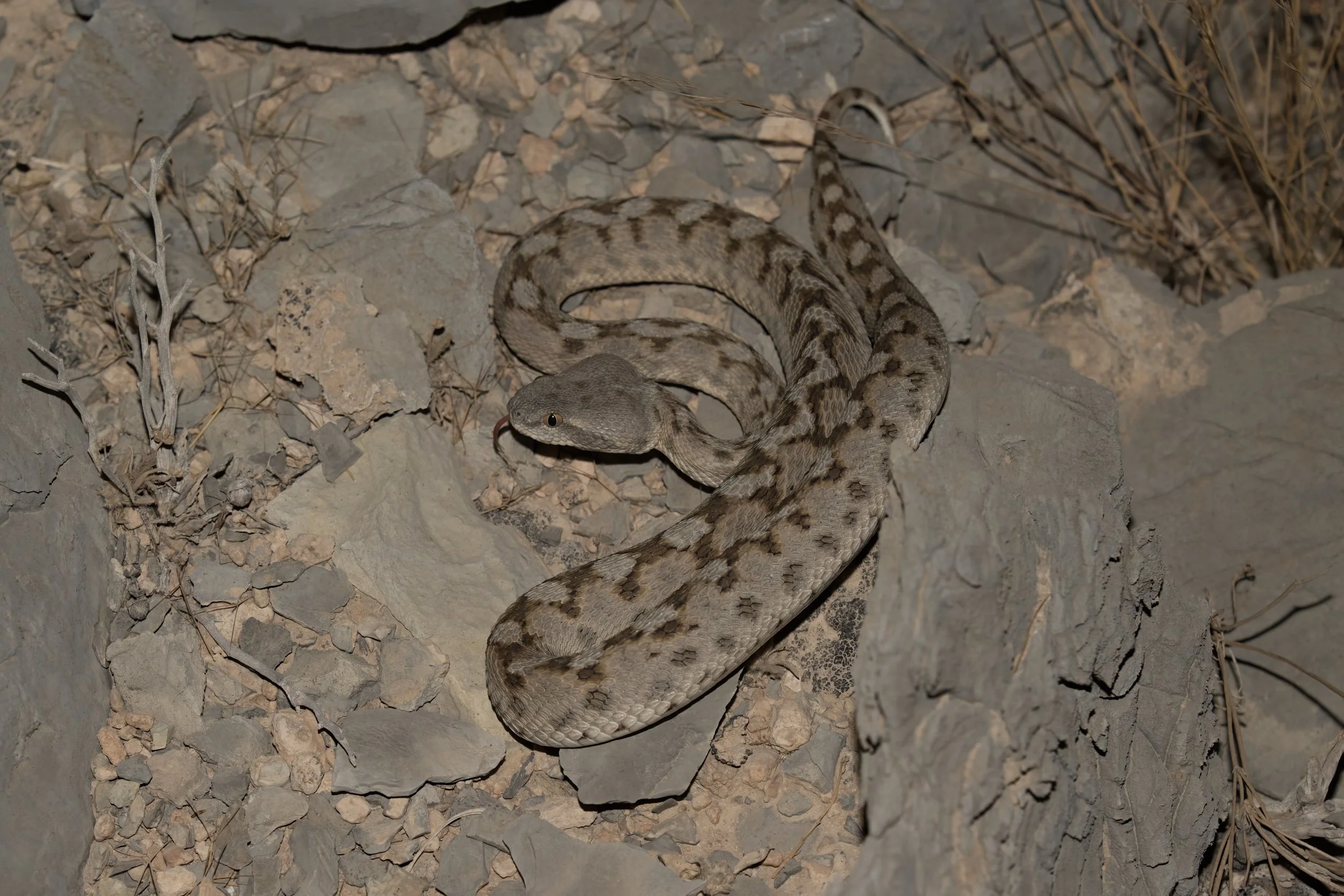 Hajar Saw-scaled Viper \ Echis omanensis