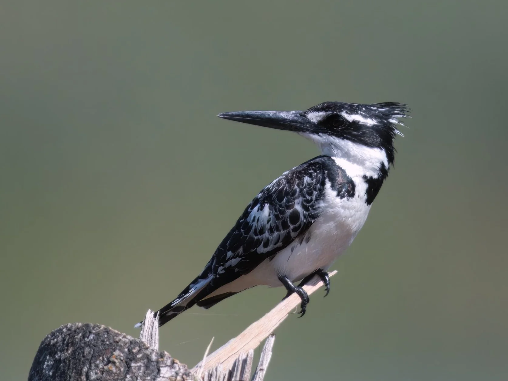 Birds of Lebanon