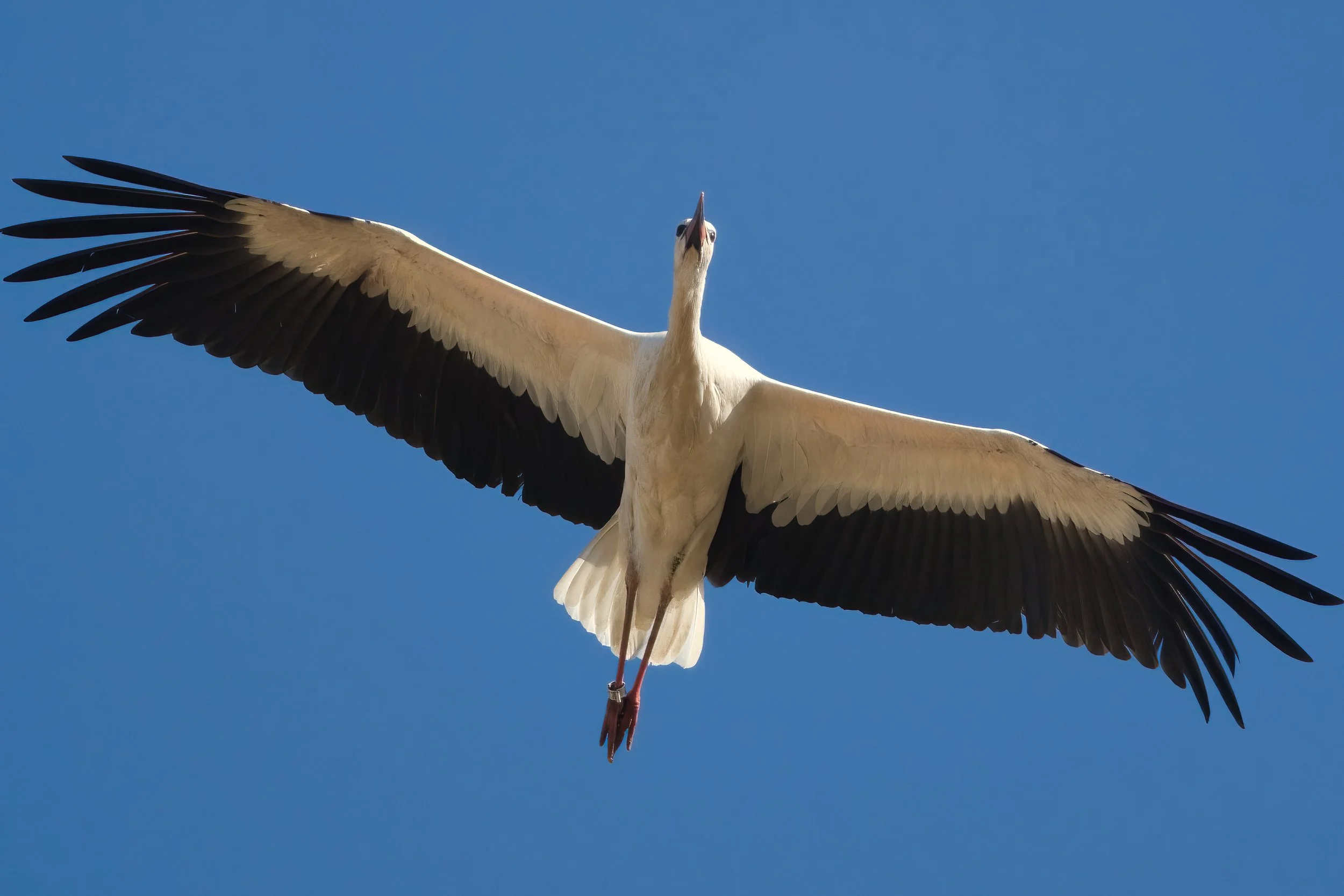 White Stork D52_6121.jpeg