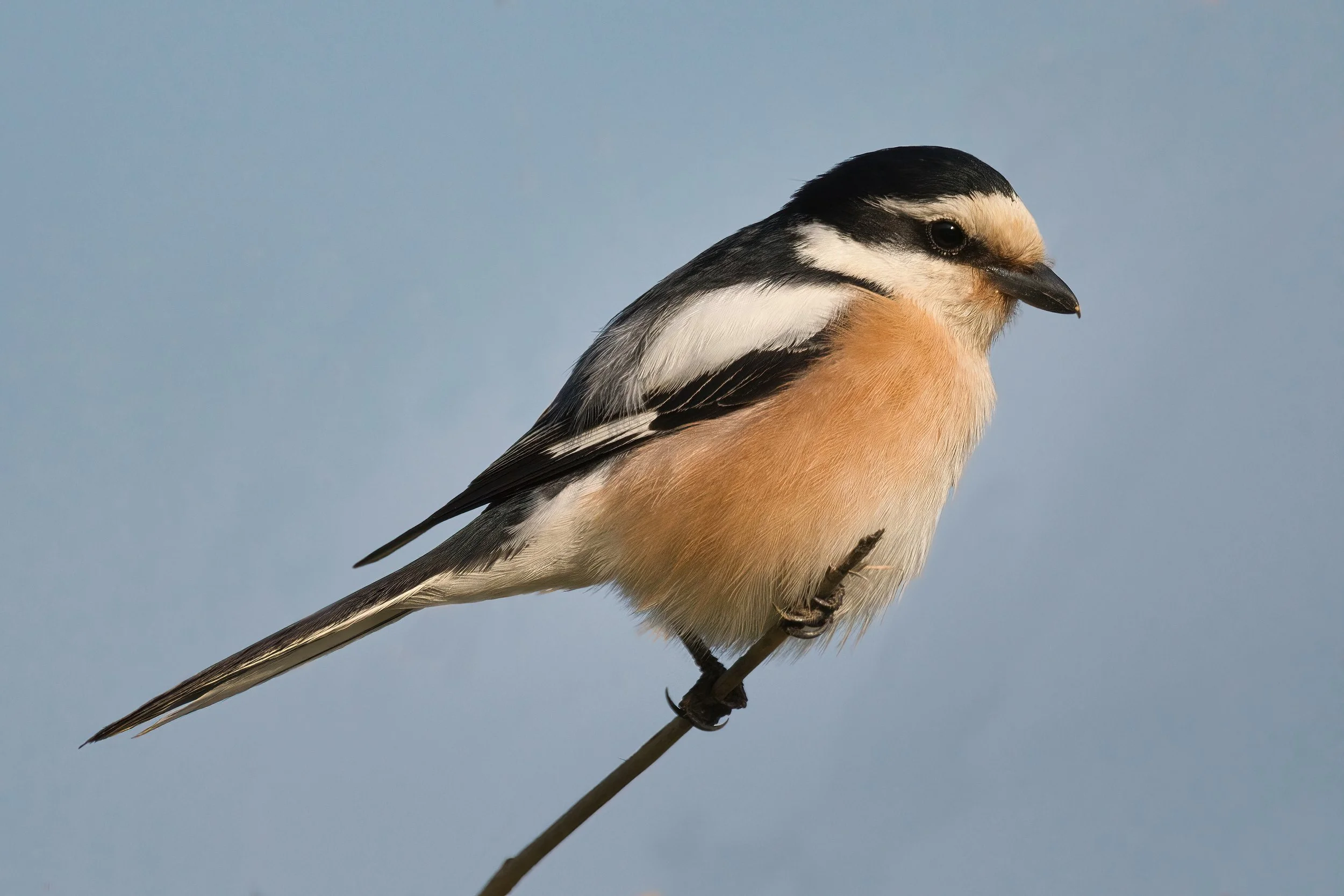 Masked Shrike, Lebanon Batroun 18-Mar