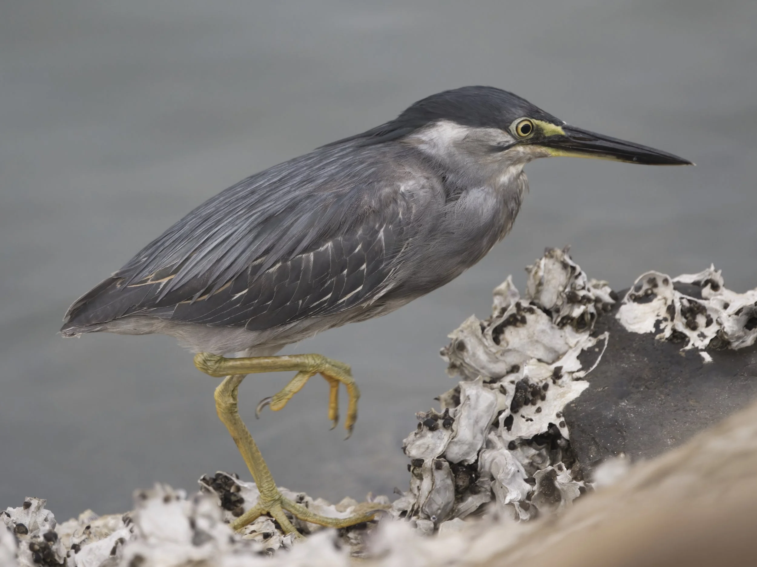 Birds of United Arab Emirates