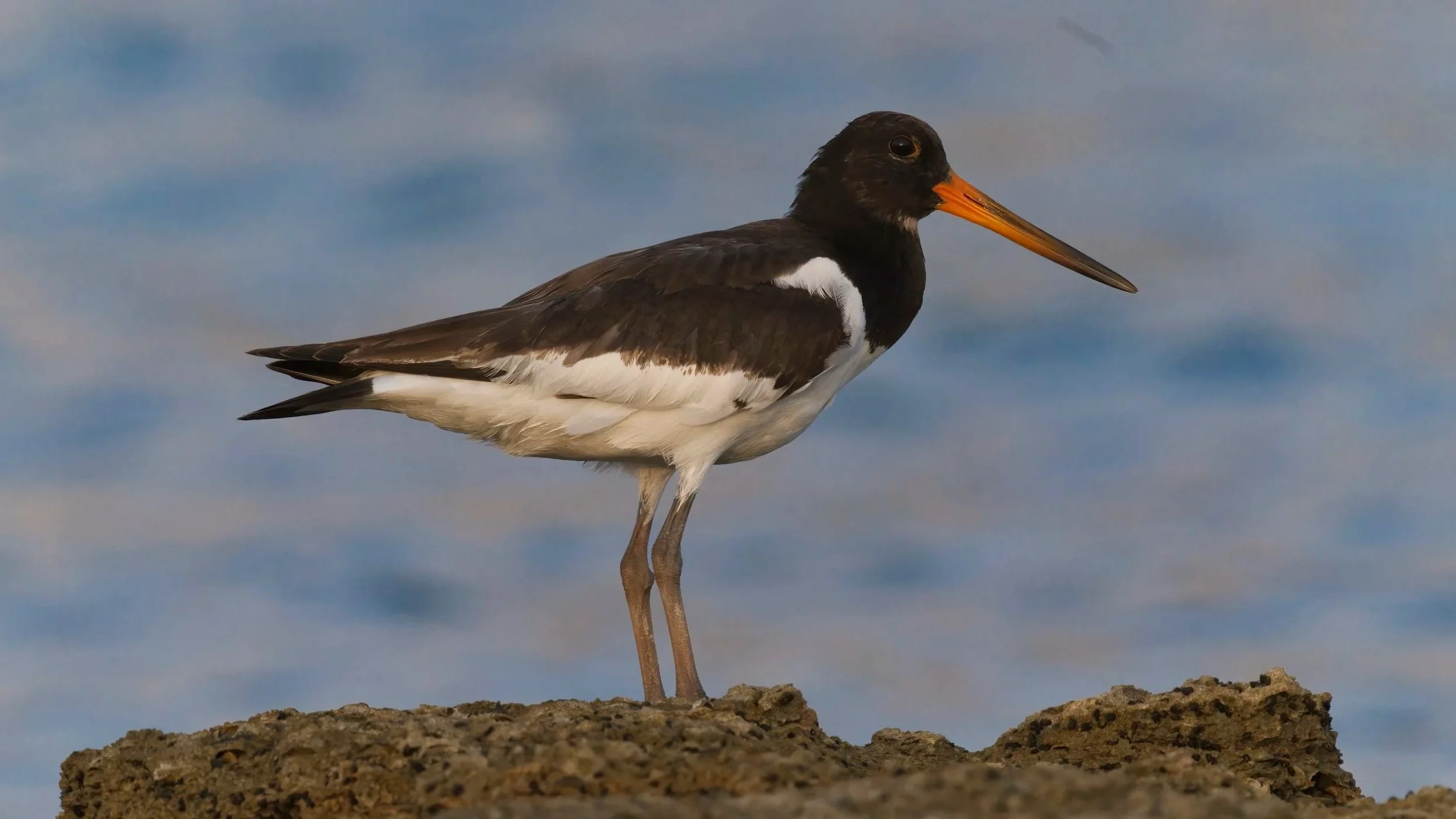 A black and white bird with a long orange beak, standing on a rocky surface against a cloudy sky.