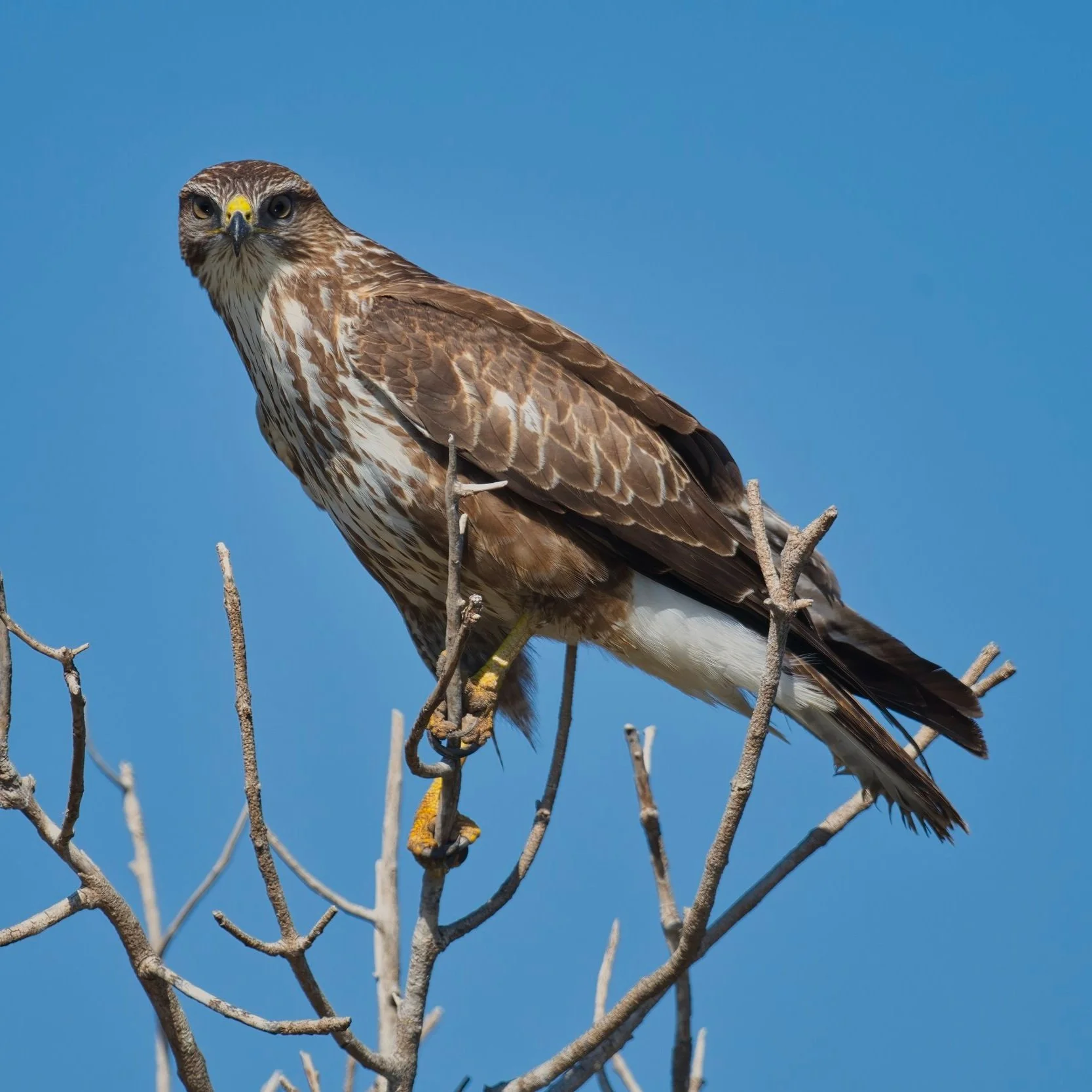 Common Buzzard (Buteo buteo)