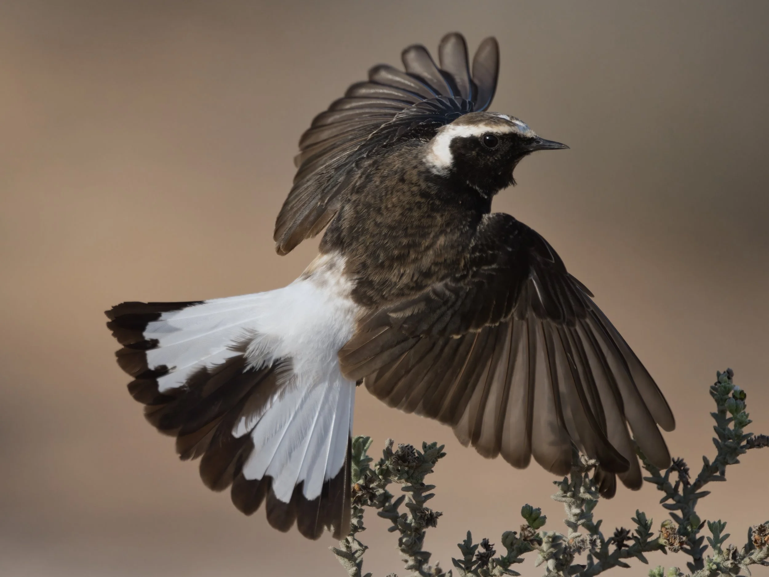 Canvas Print - Pied Wheatear - Square