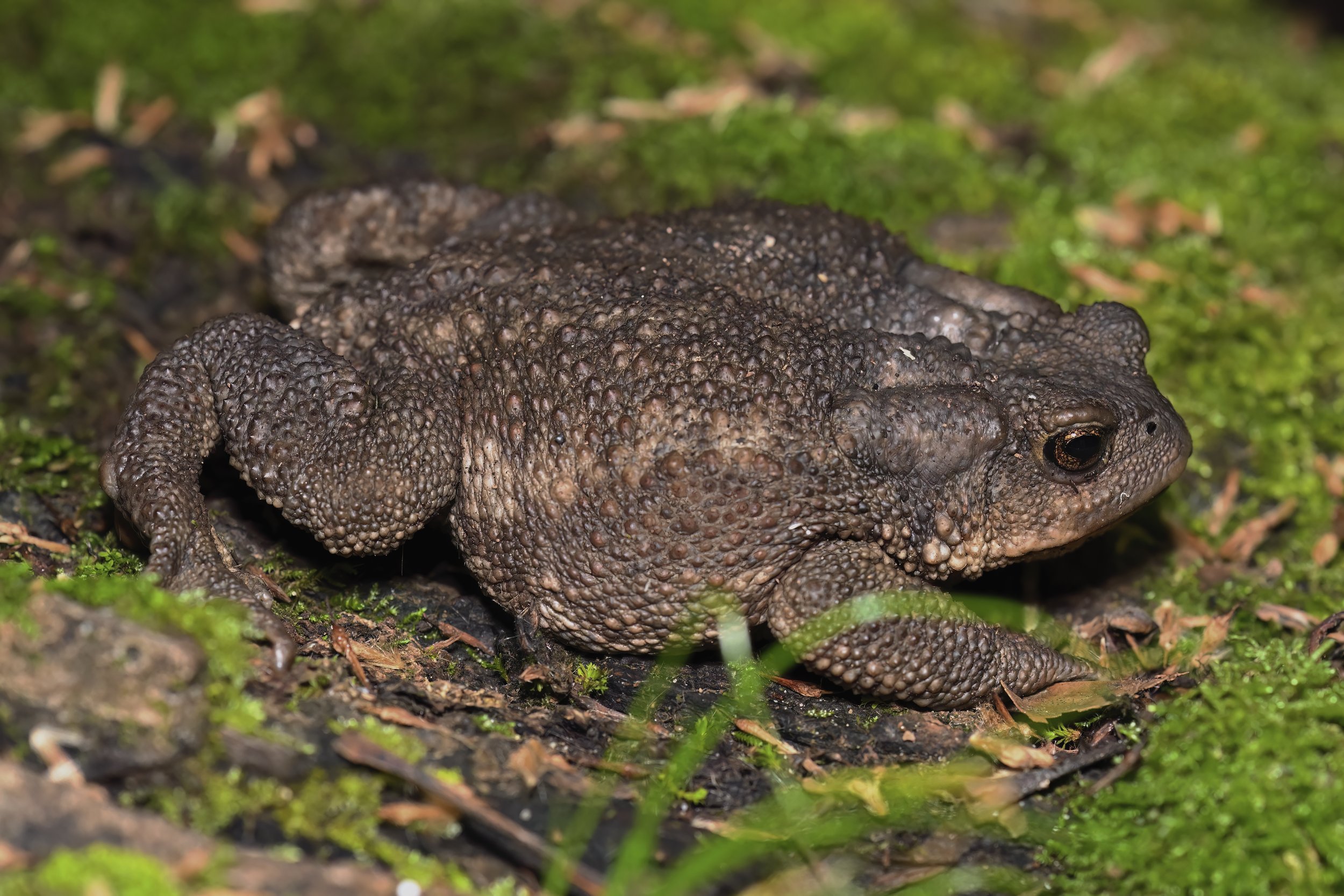 Herping lebanon