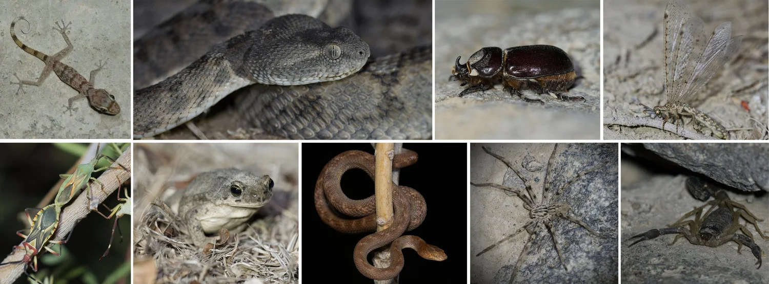Reptiles and invertebrates found in Wadi Al Helo, Hajar Mountains