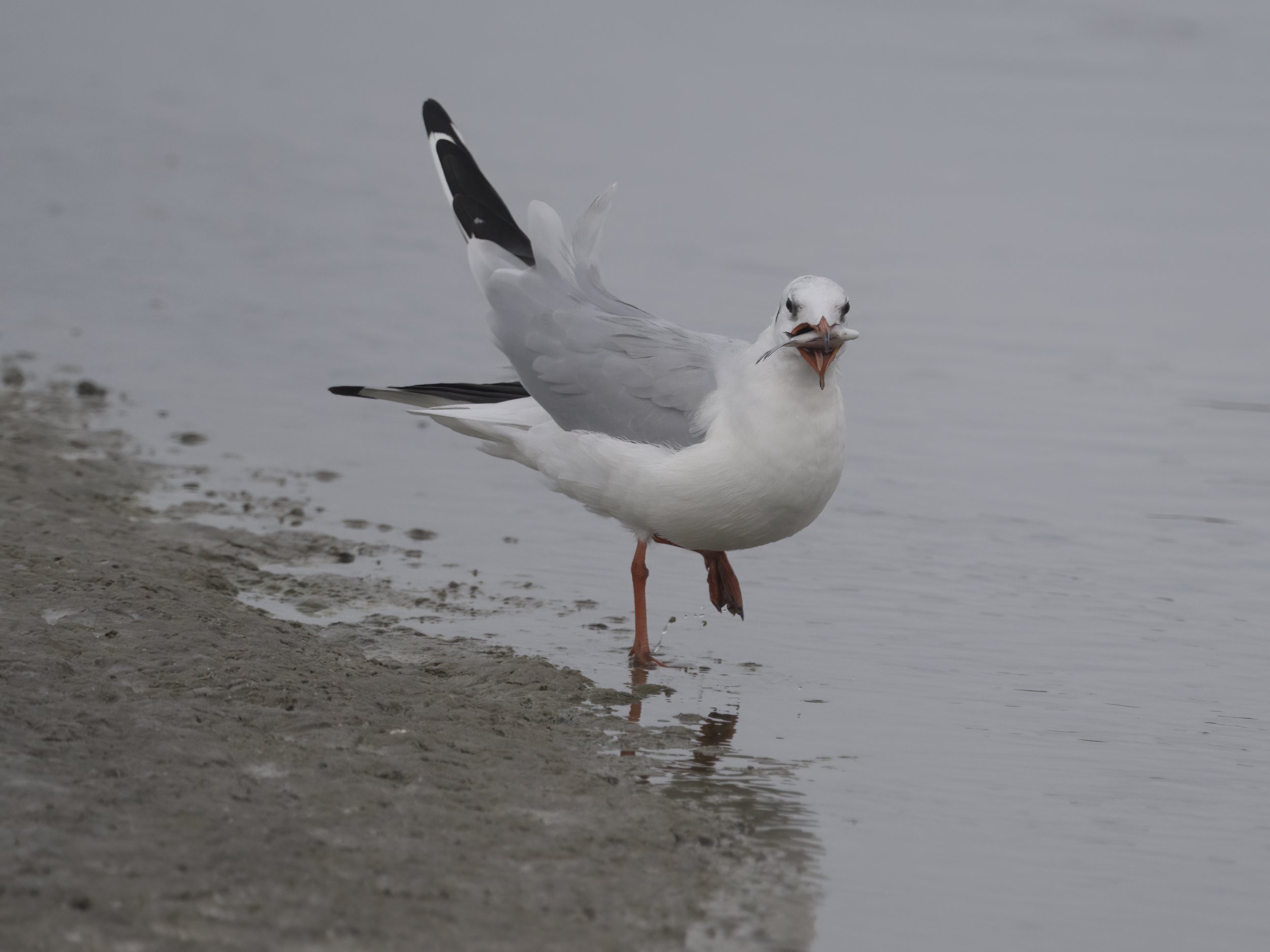 Birds photography UAE
