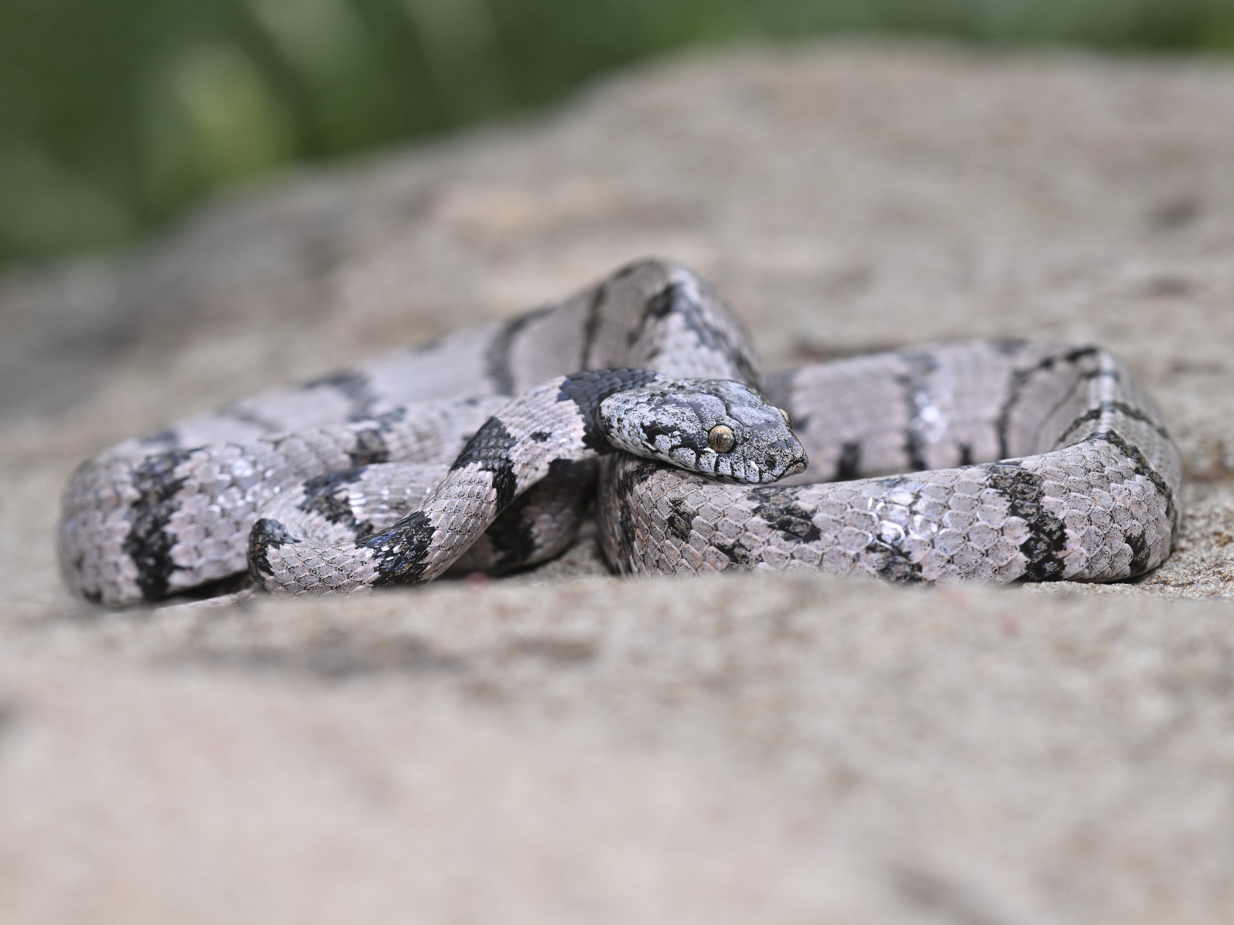 Lebanon Snakes