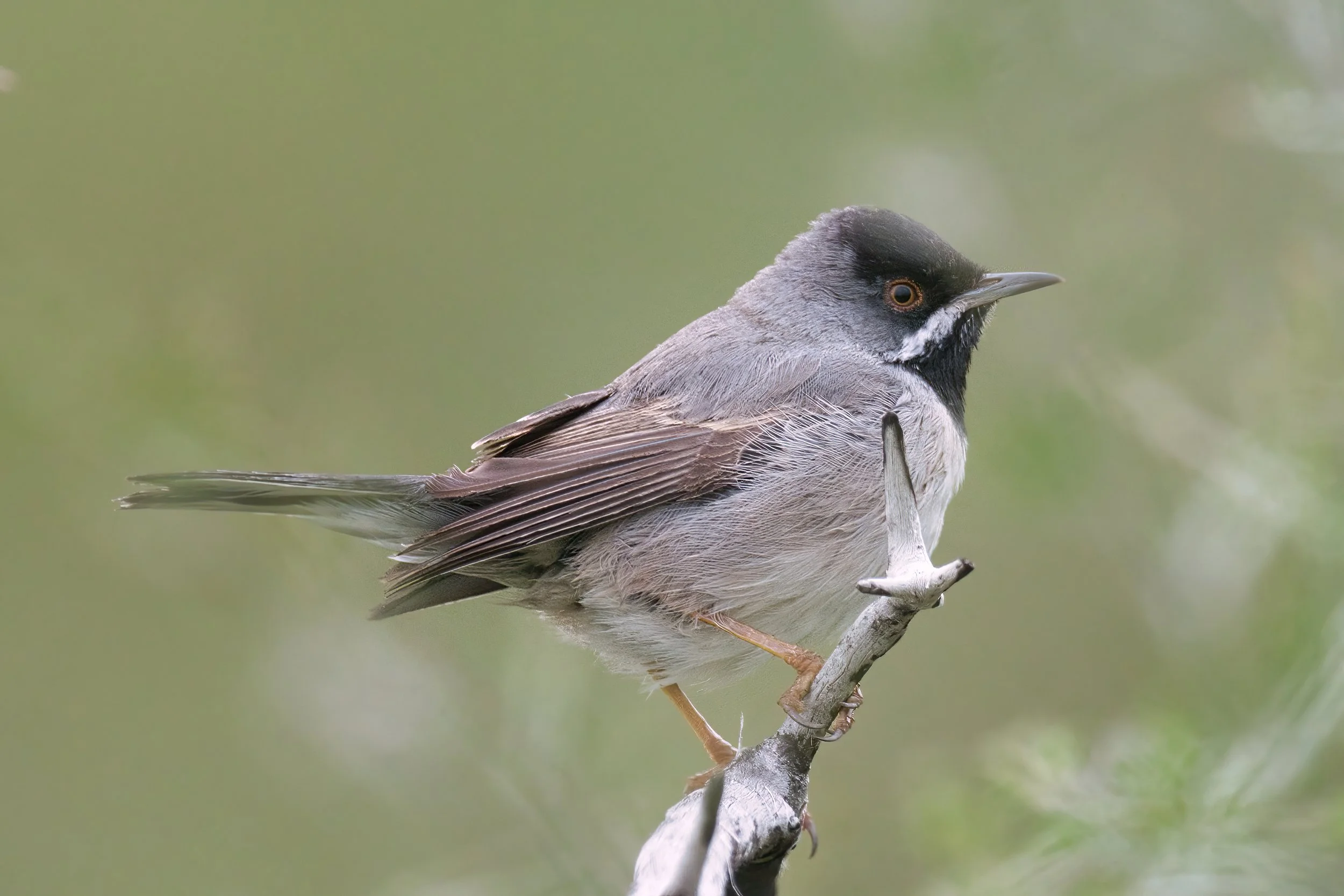 Birds of Lebanon