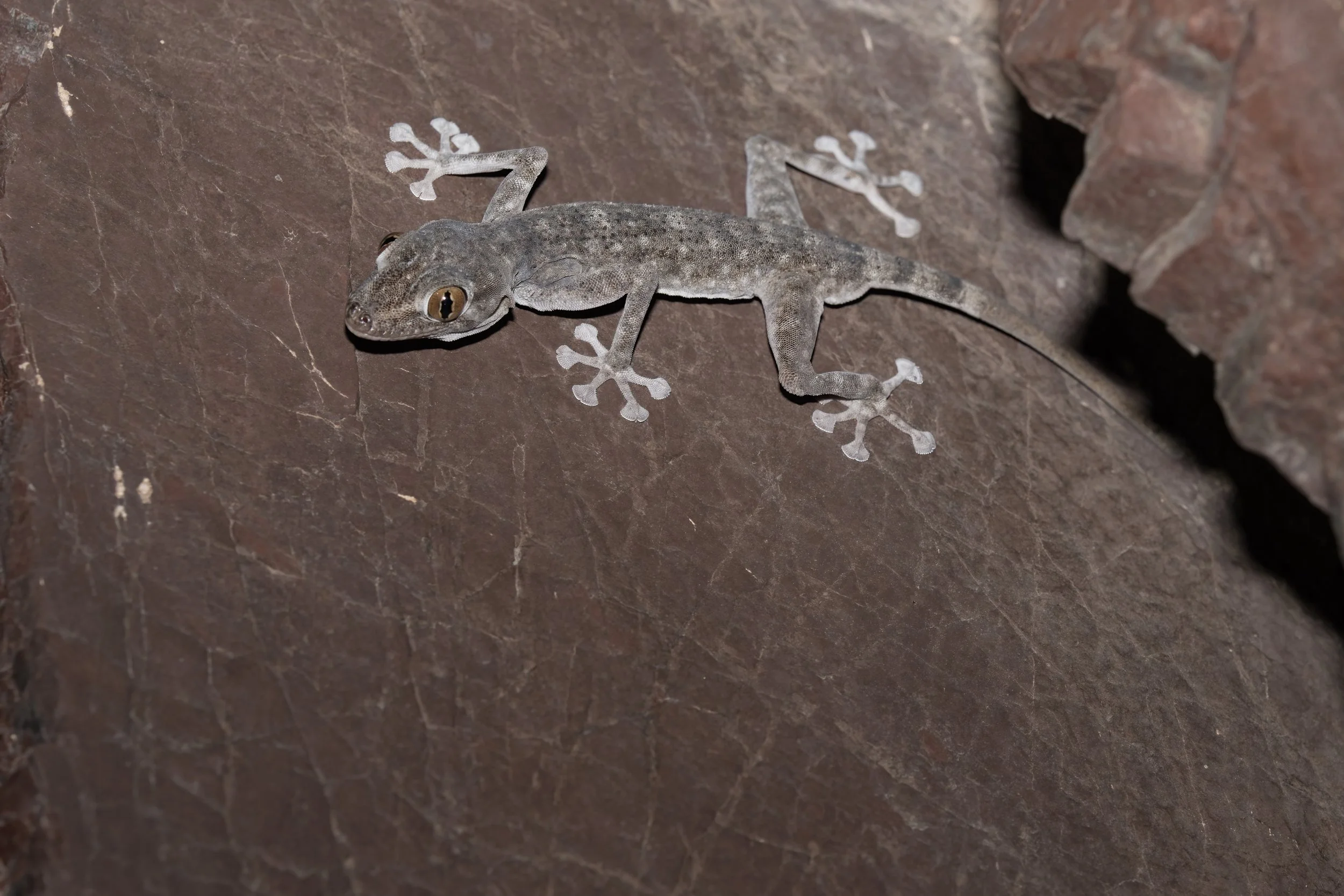 Orlov’s Fan-footed Gecko_Z091510.jpeg