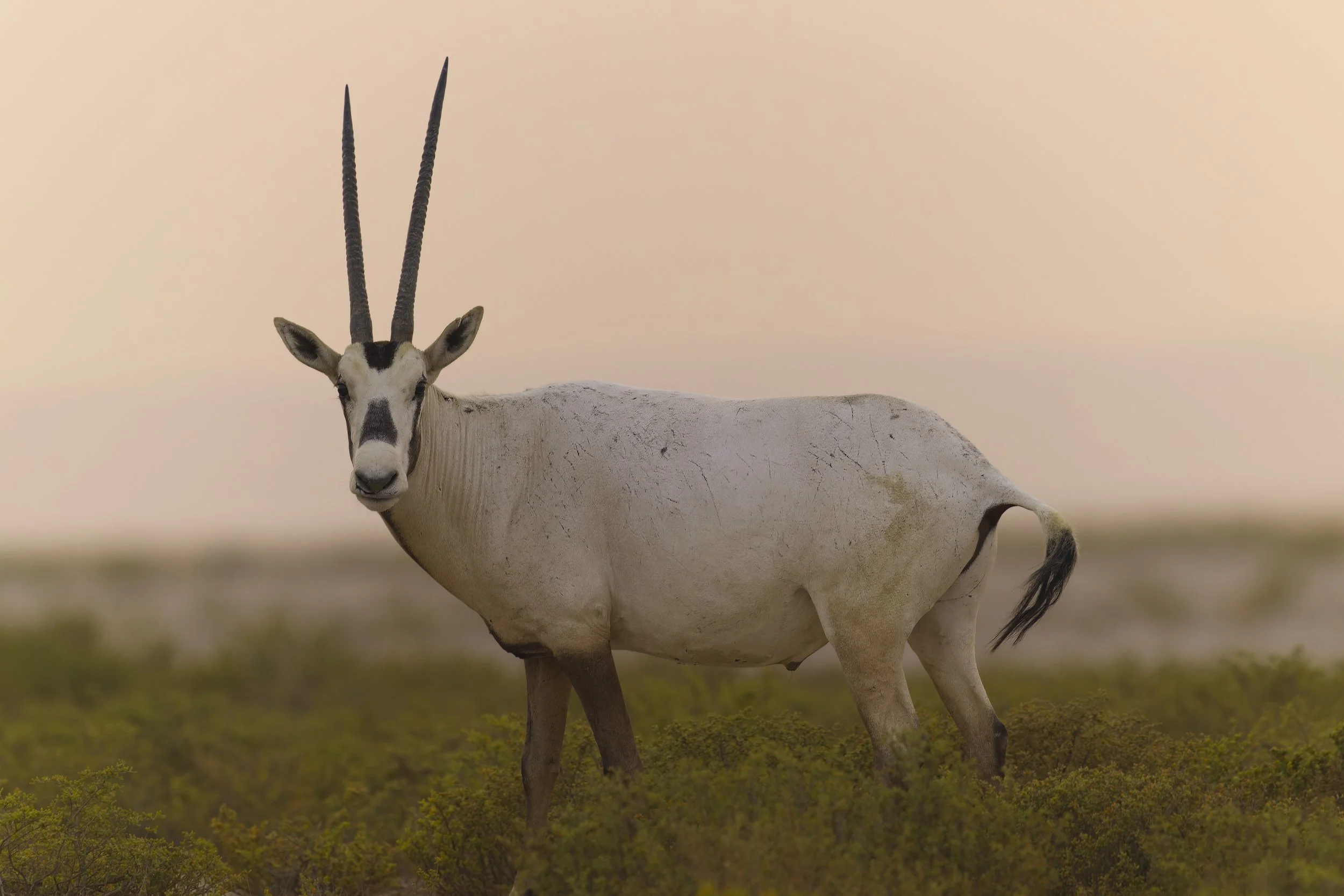 Arabian Oryx standing in open desert habitat in the United Arab Emirates.