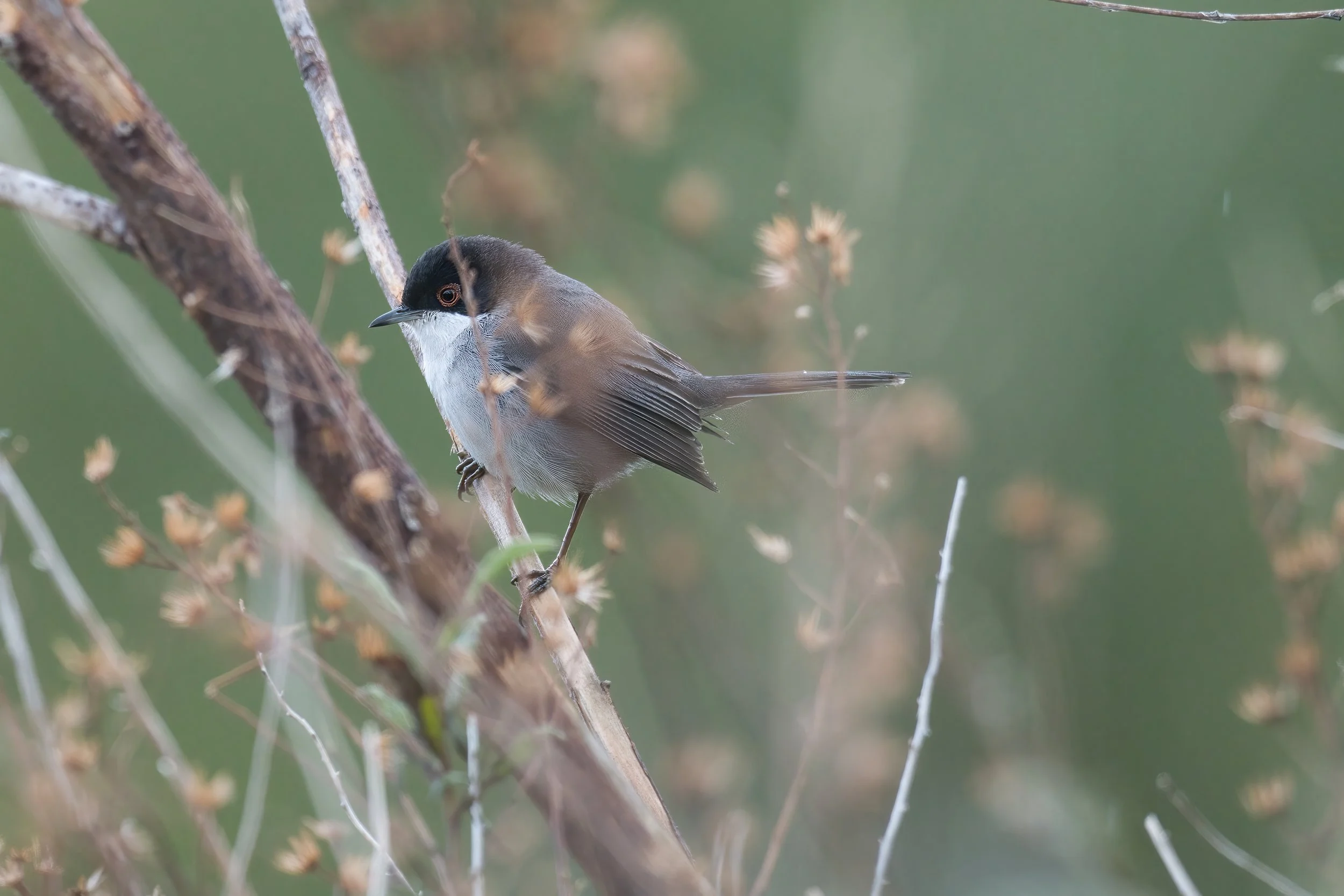 Sardinian Warbler D54_3158.jpeg