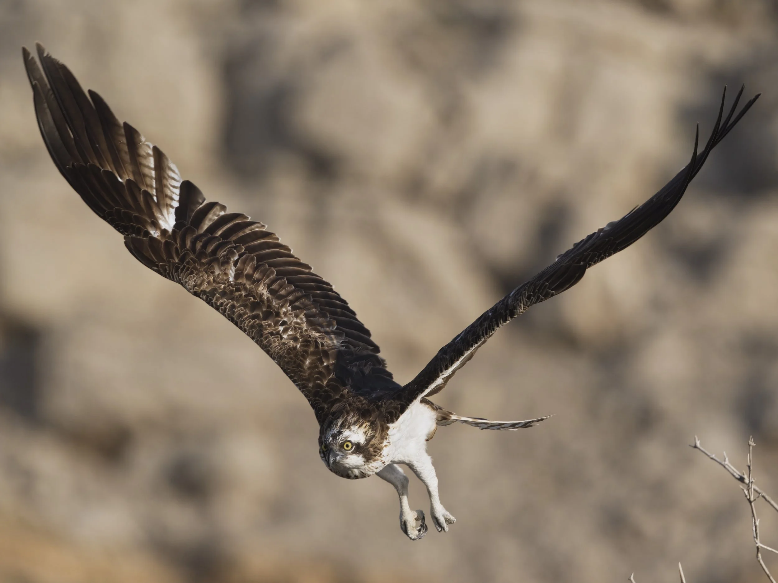 Birds photography trips UAE