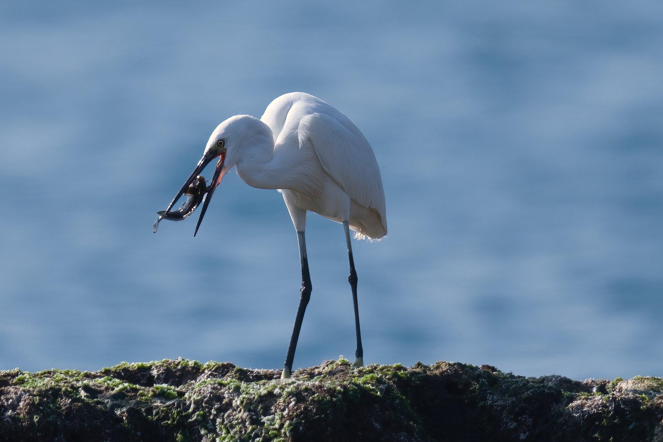 Birds of Lebanon
