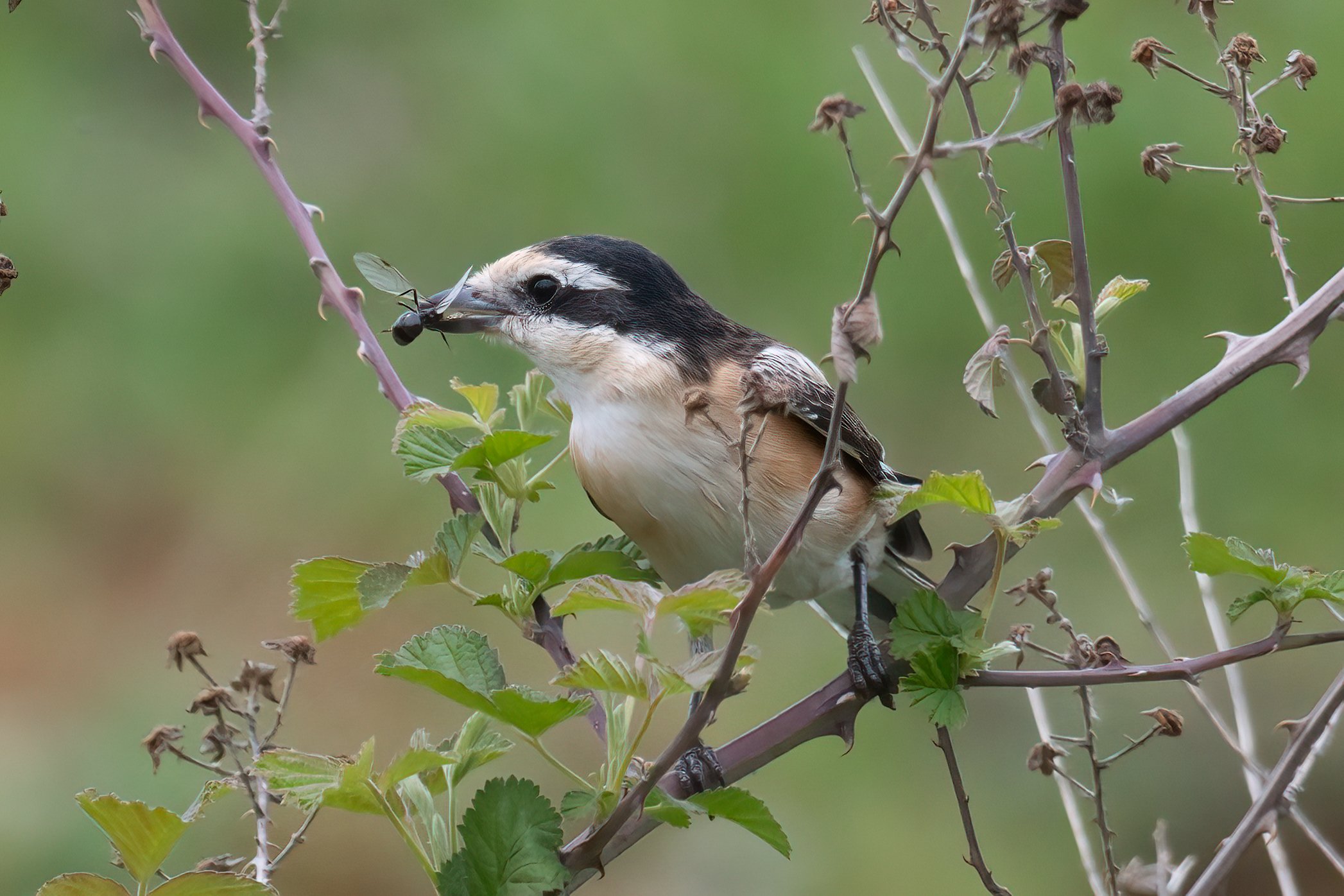 Birds of Lebanon