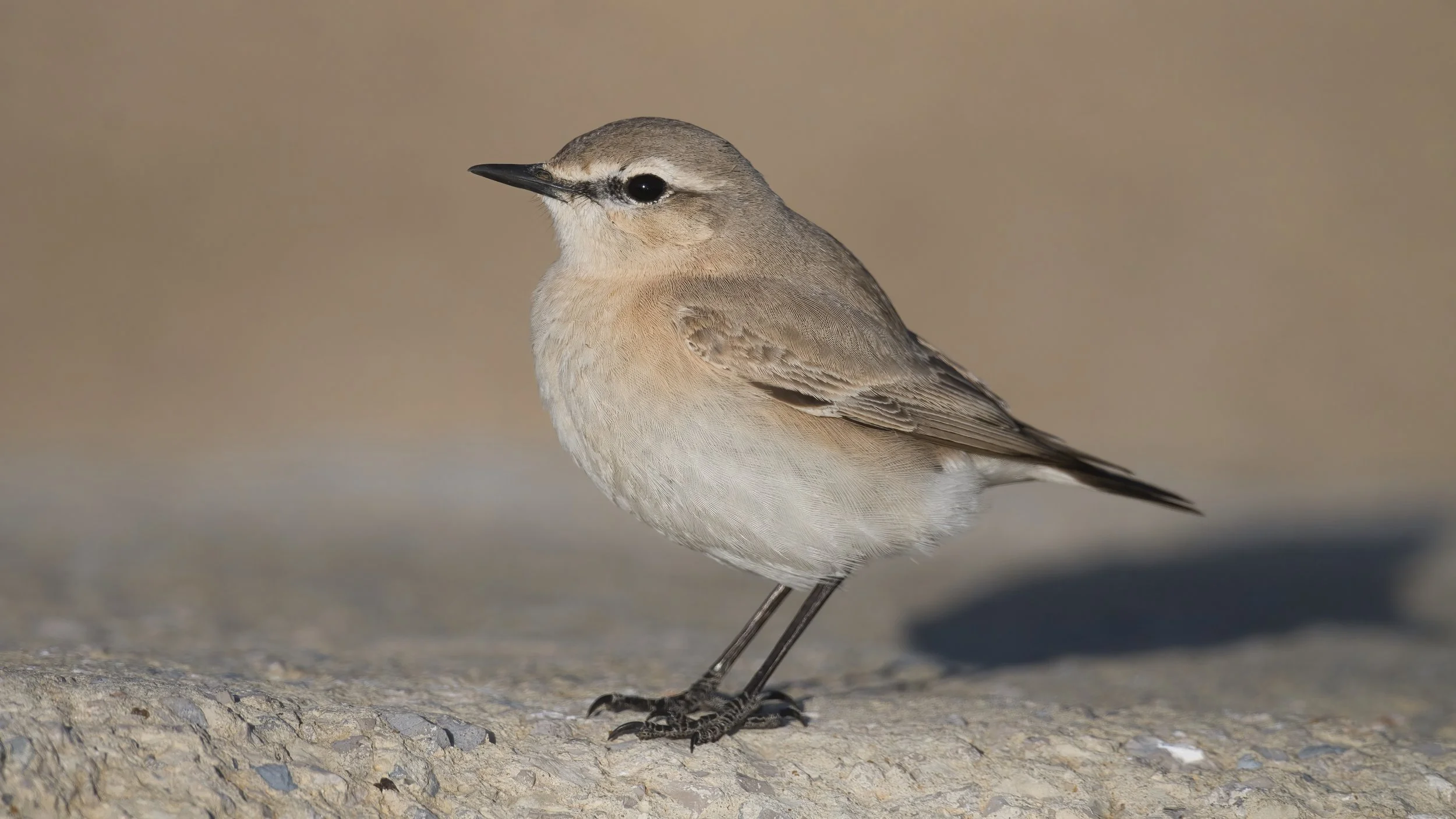 Isabelline Wheatear / Oenanthe isabellina