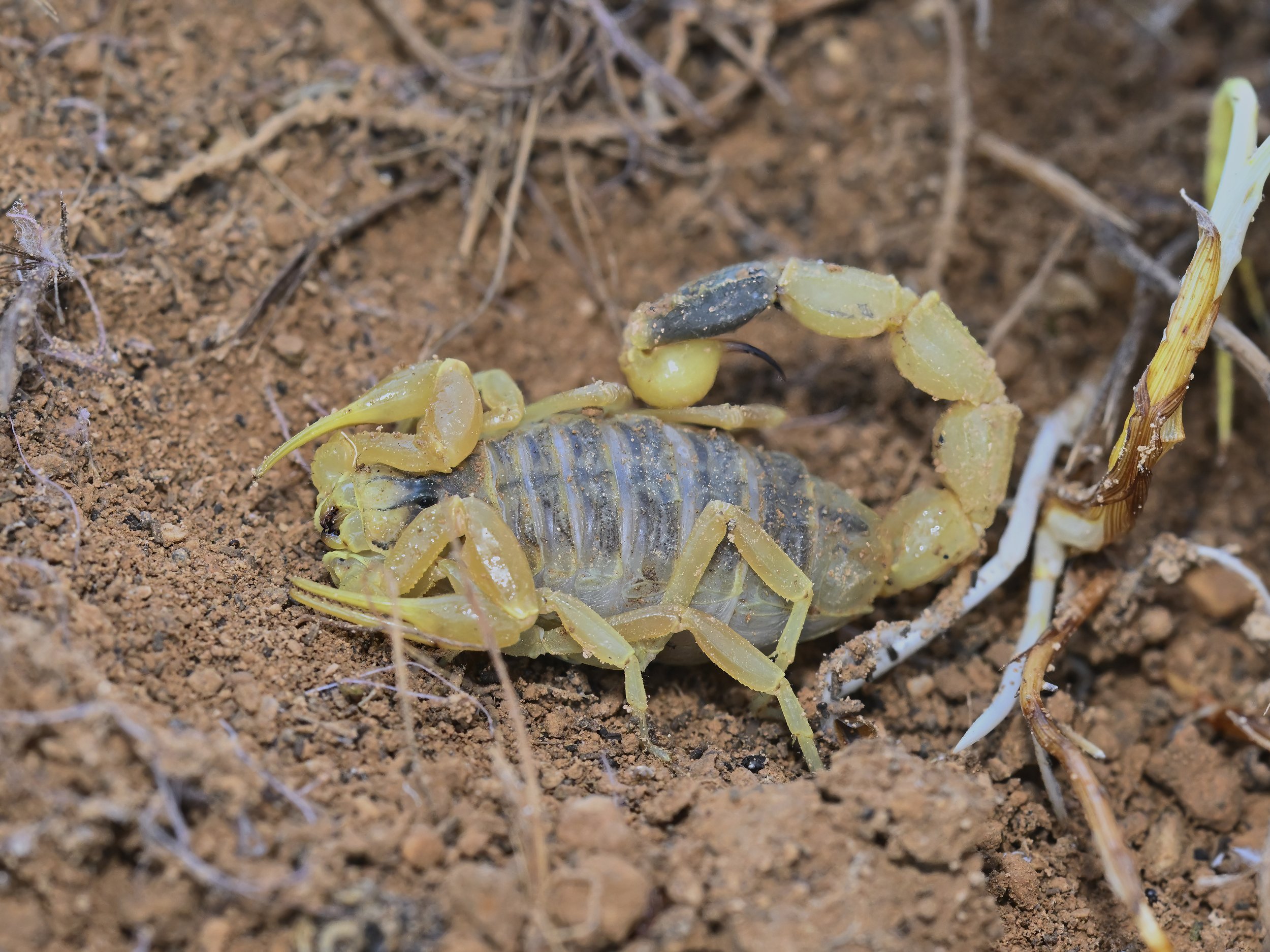 herping lebanon
