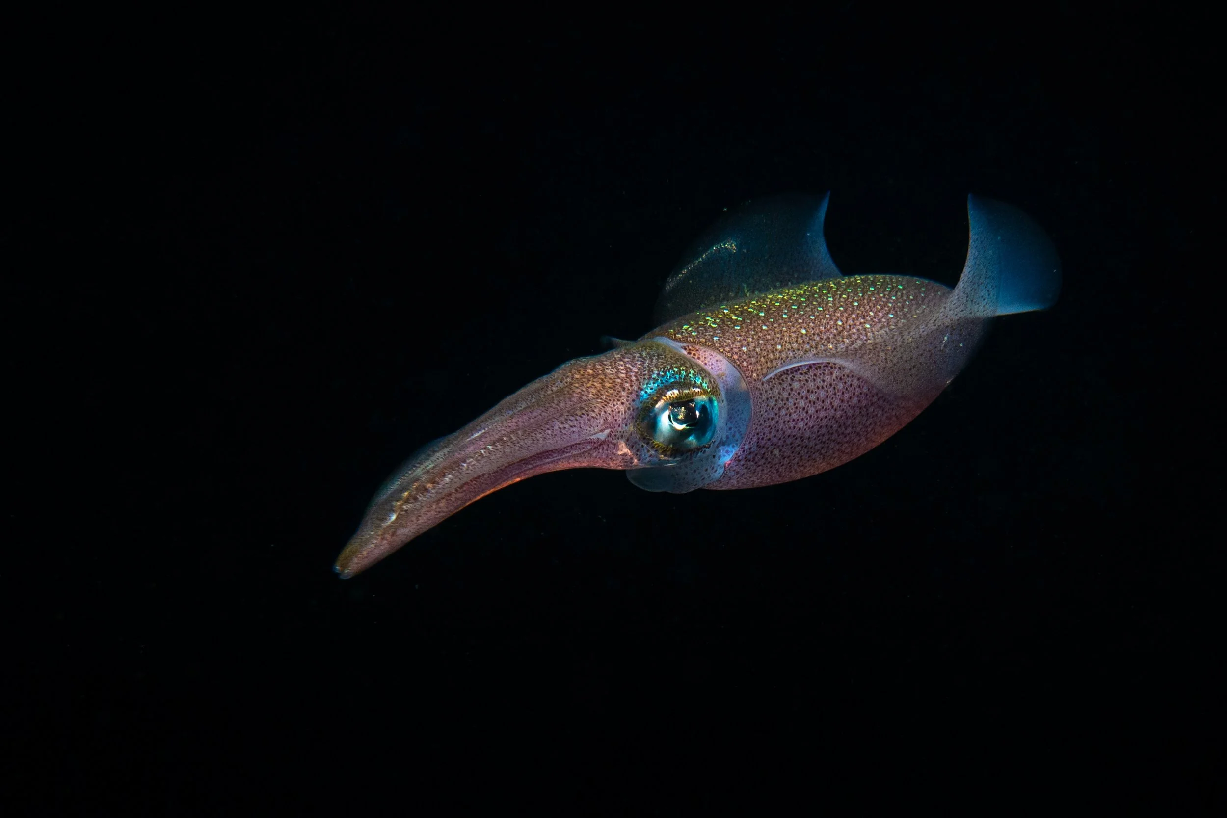 Squid - Lebanon Marine life