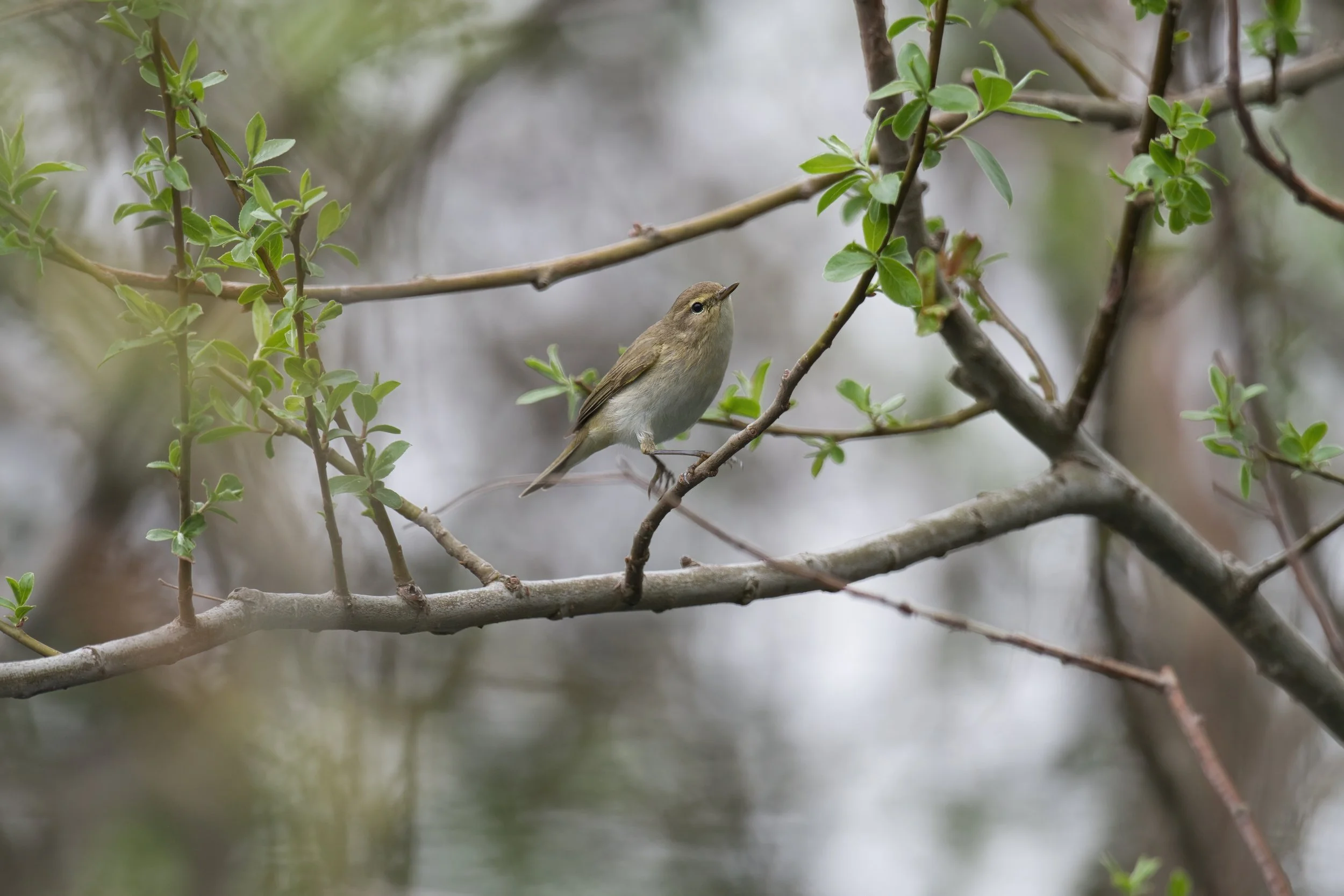 Willow Warbler D54_0072.jpeg