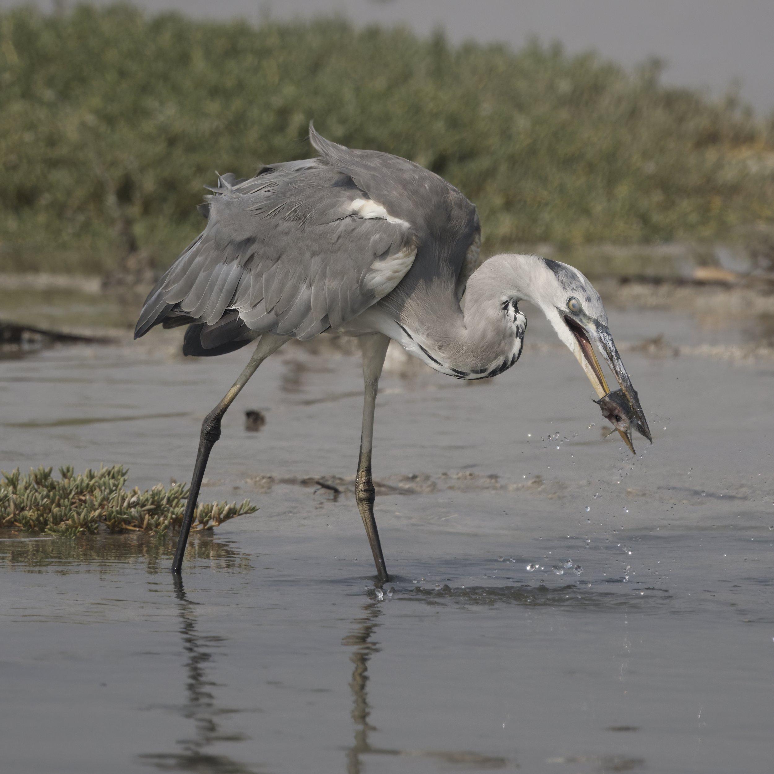 Ras Al Khor Wildlife Sanctuary