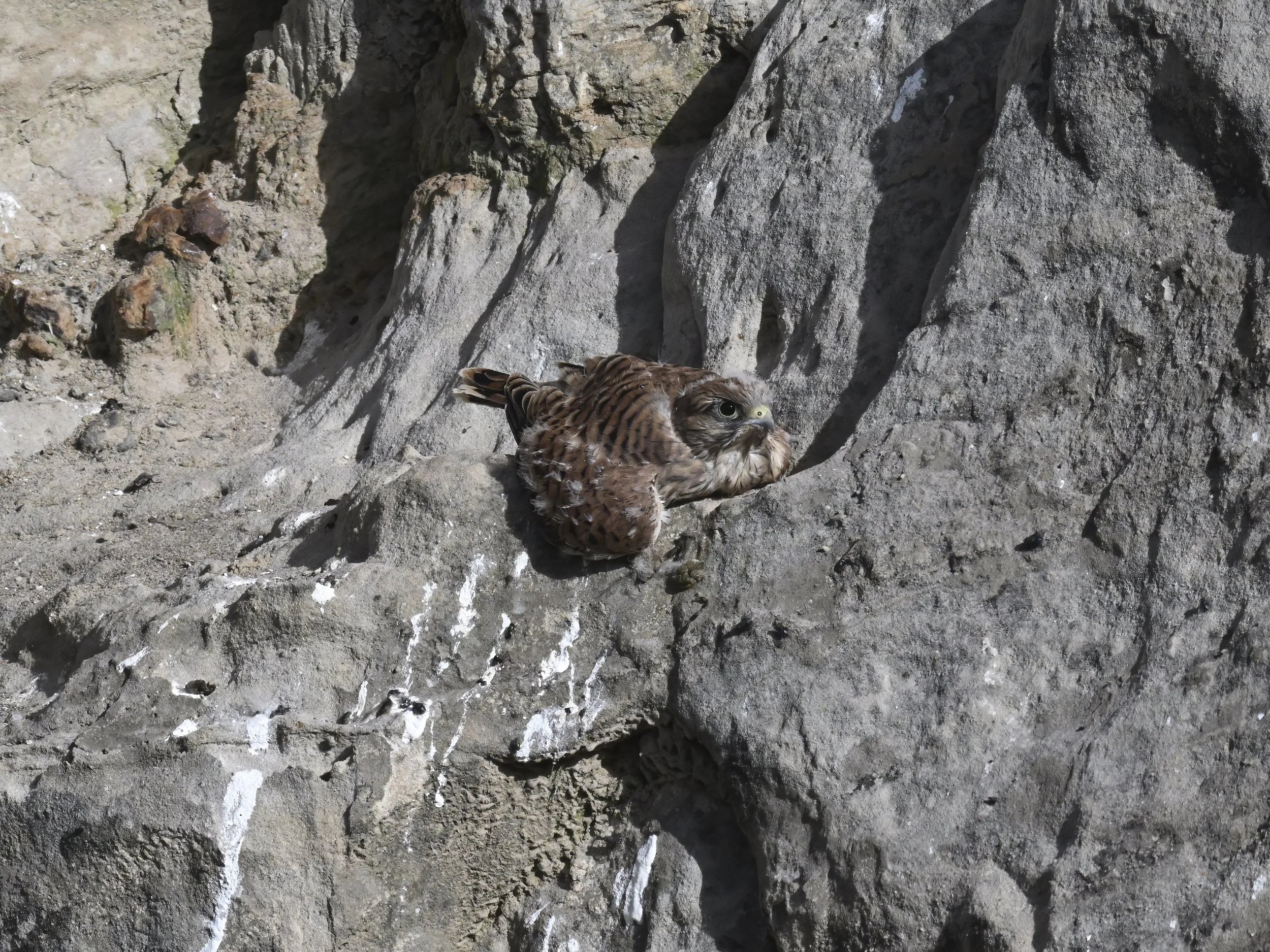 Birds of prey fledging