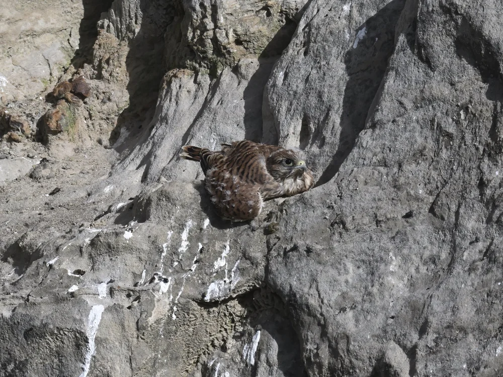 Eurasian Kestrel — The Fallen One
