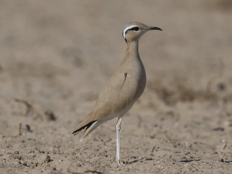 Cream-coloured Courser photographed at Al Qudra Lake, Dubai