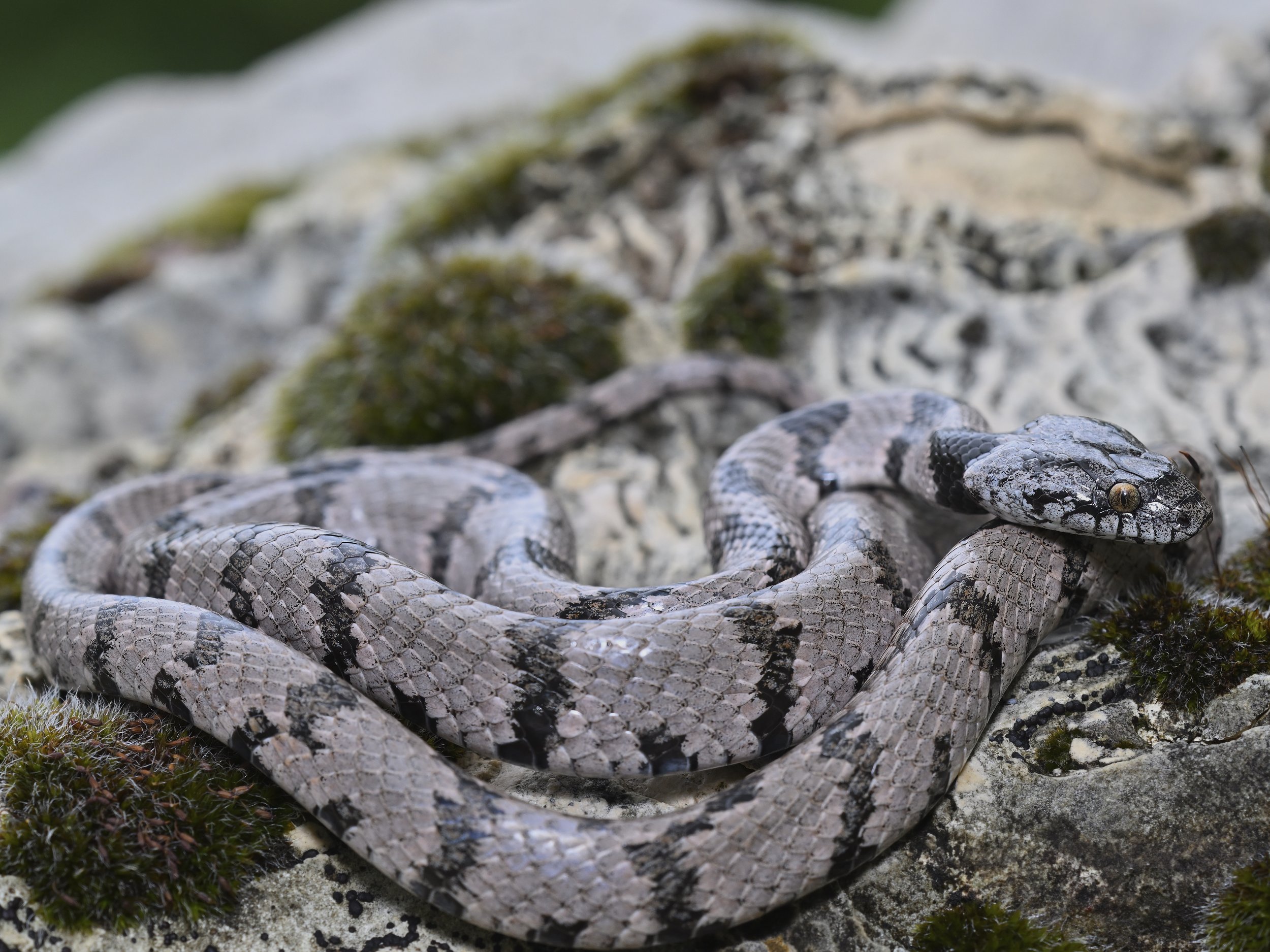 Lebanon Snakes