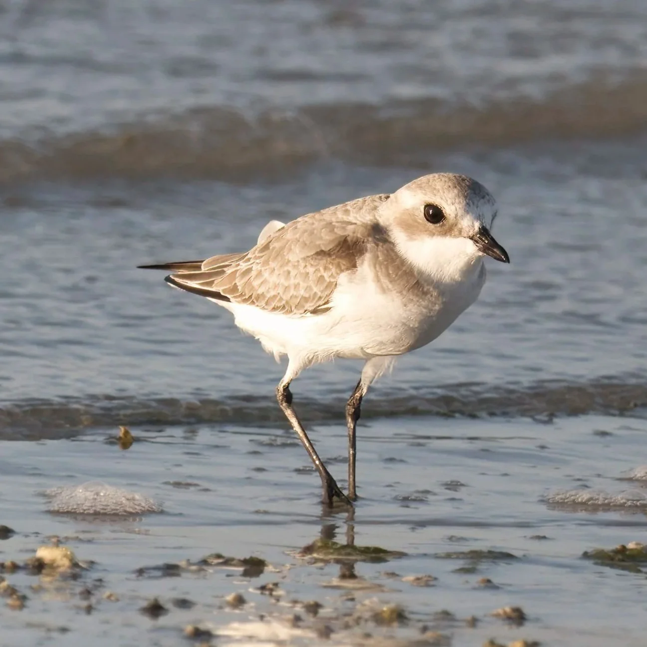 Tibetan Sandplover \ Charadrius atrifrons