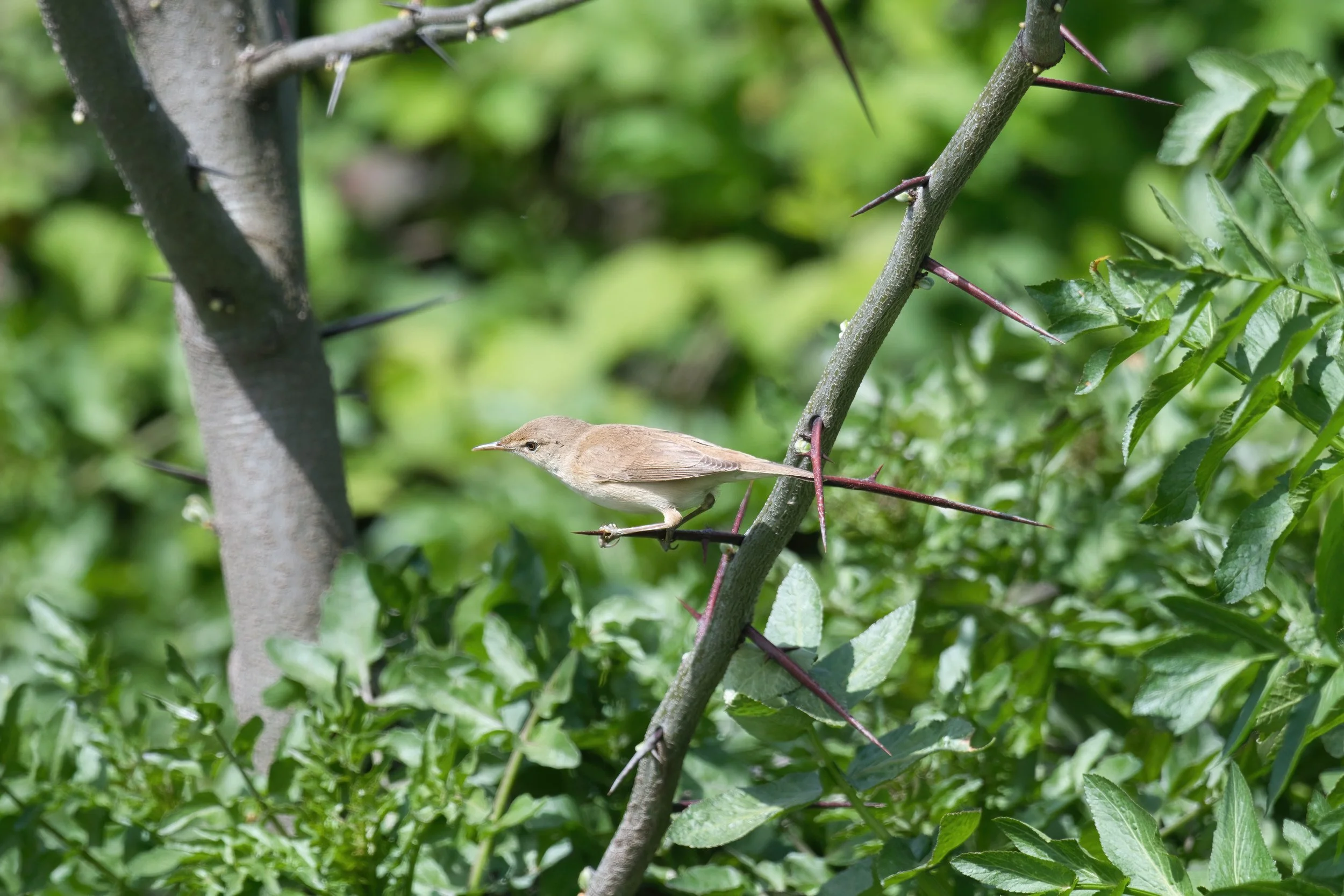 Willow Warbler D54_0667.jpeg