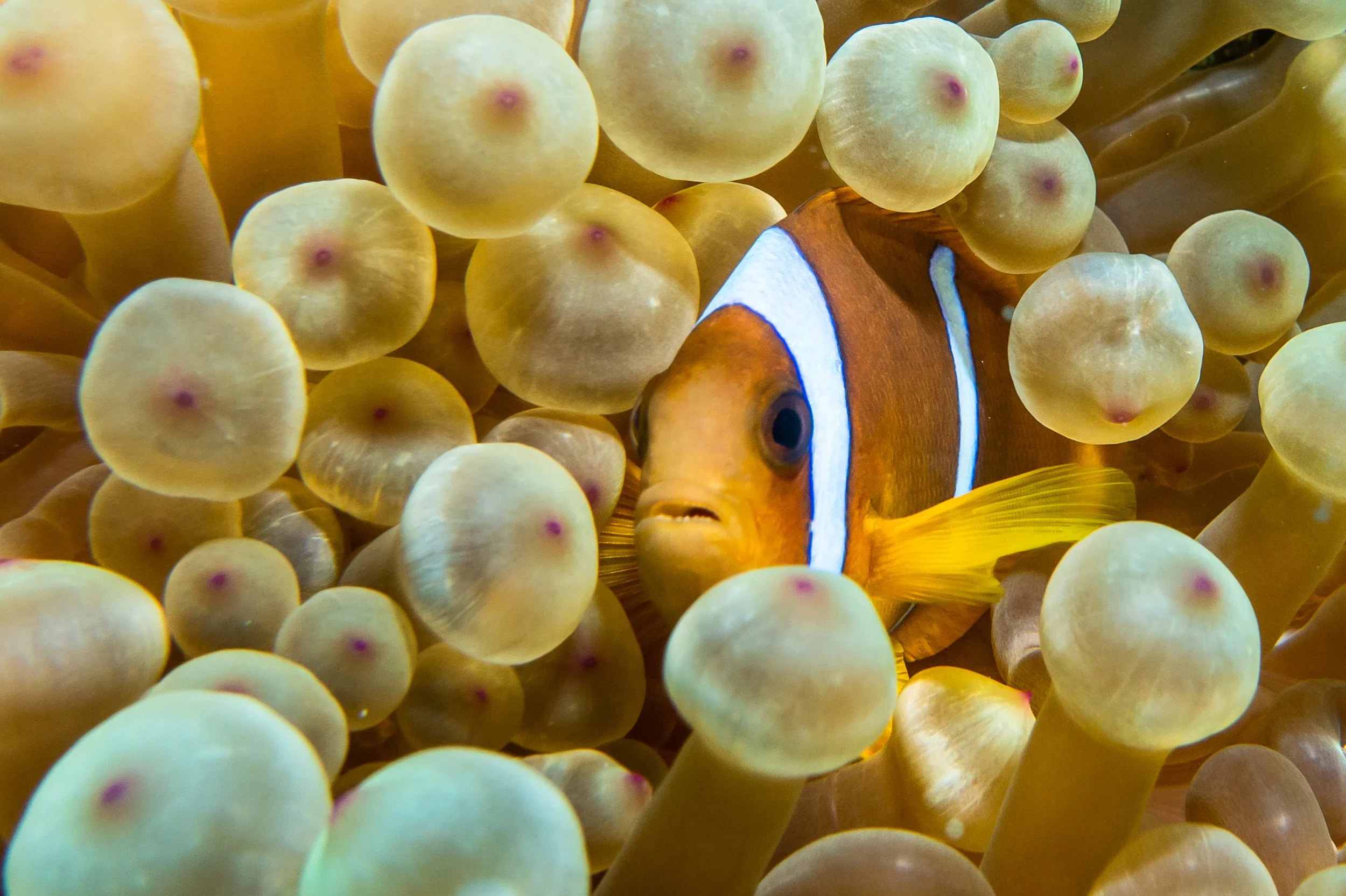 Clownfish - Jordan Marine life