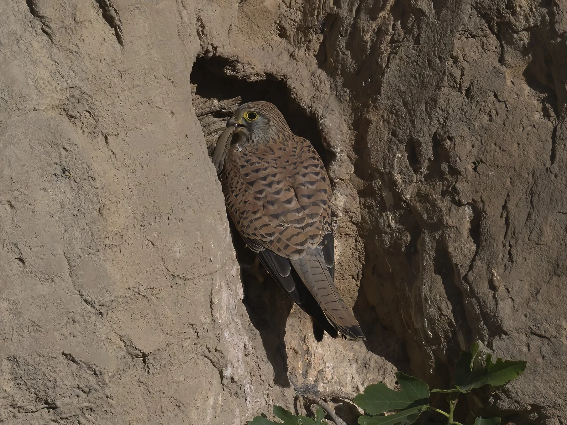 Wildlife documentary Lebanon