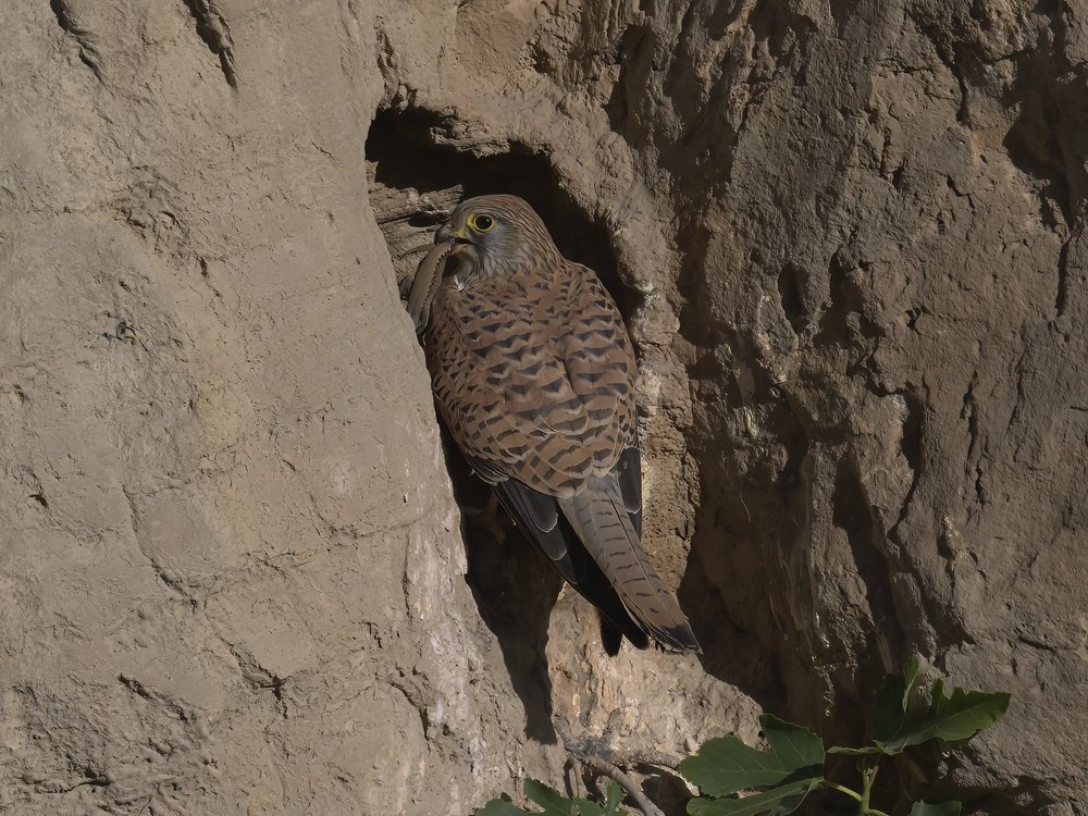 Eurasian Kestrel — Eurasian Kestrel Food Time