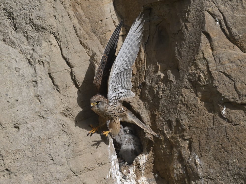 Eurasian Kestrel — best of the story