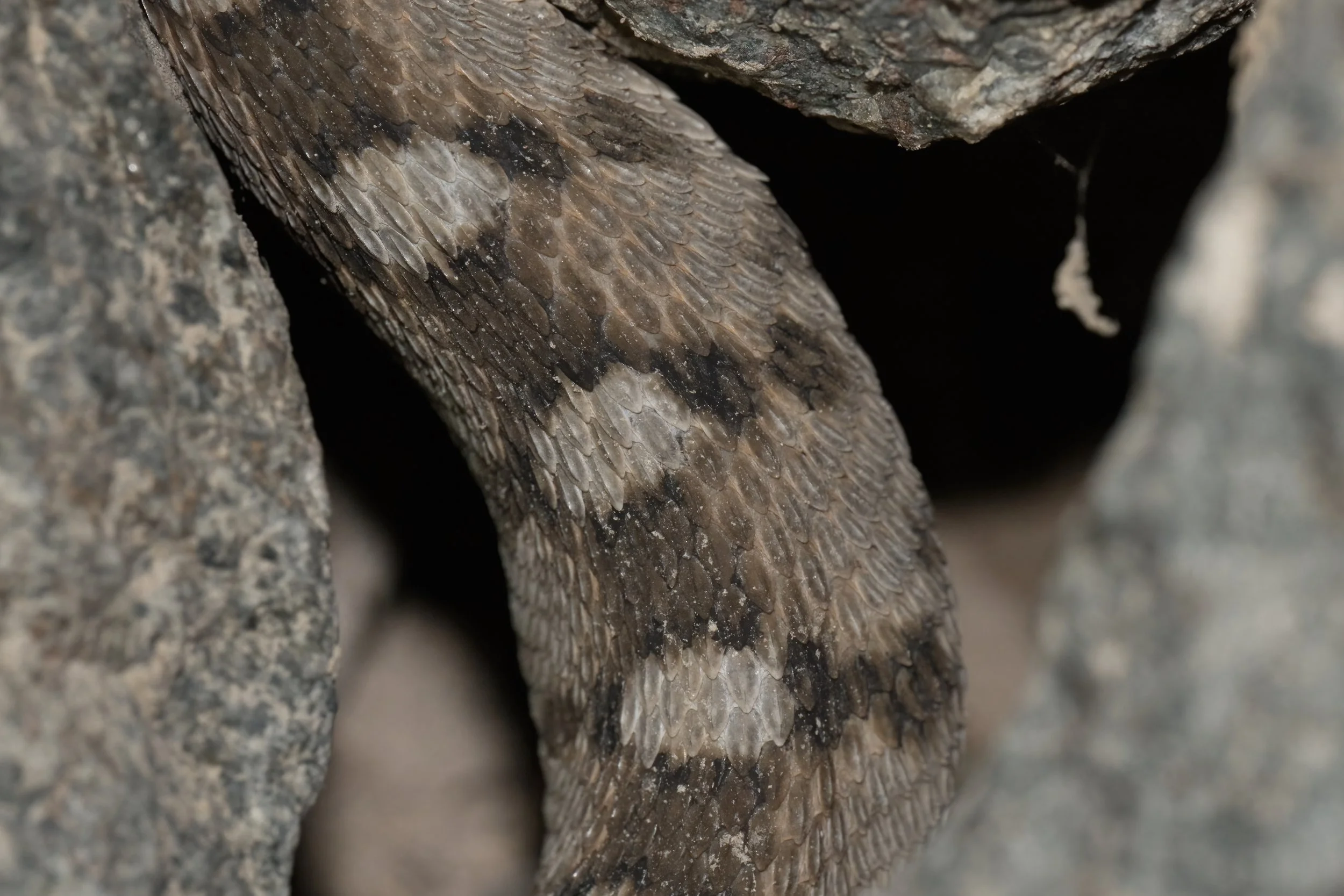 Echis omanensis