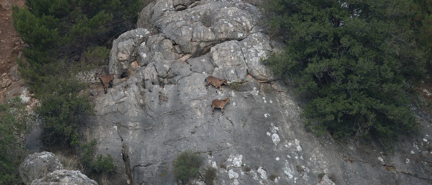 A herd of Nubian ibex climbing a limestone cliff, Al Shouf Cedar Nature Reserve, Lebanon
