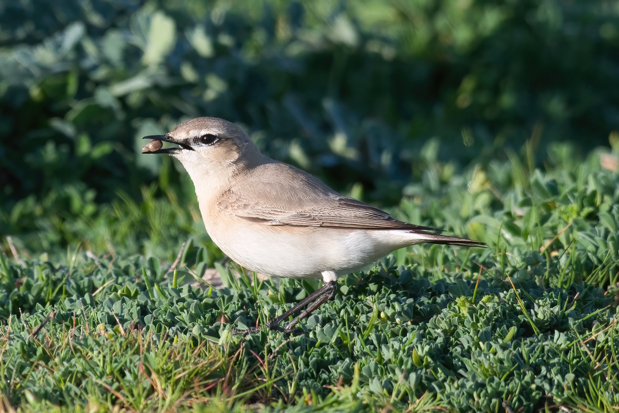 Birds of Lebanon