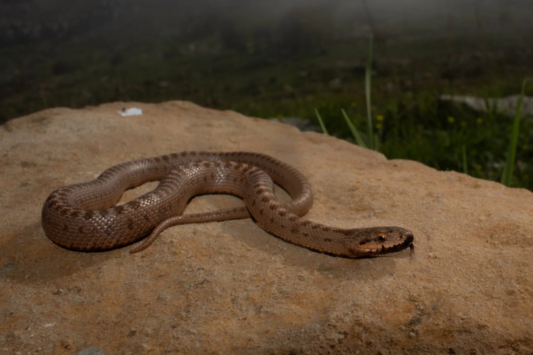 Transcaucasian Rat Snake ( Zamenis hohenackeri  ) by Shady Akl  Snake, NonVenomous,Lebanon 