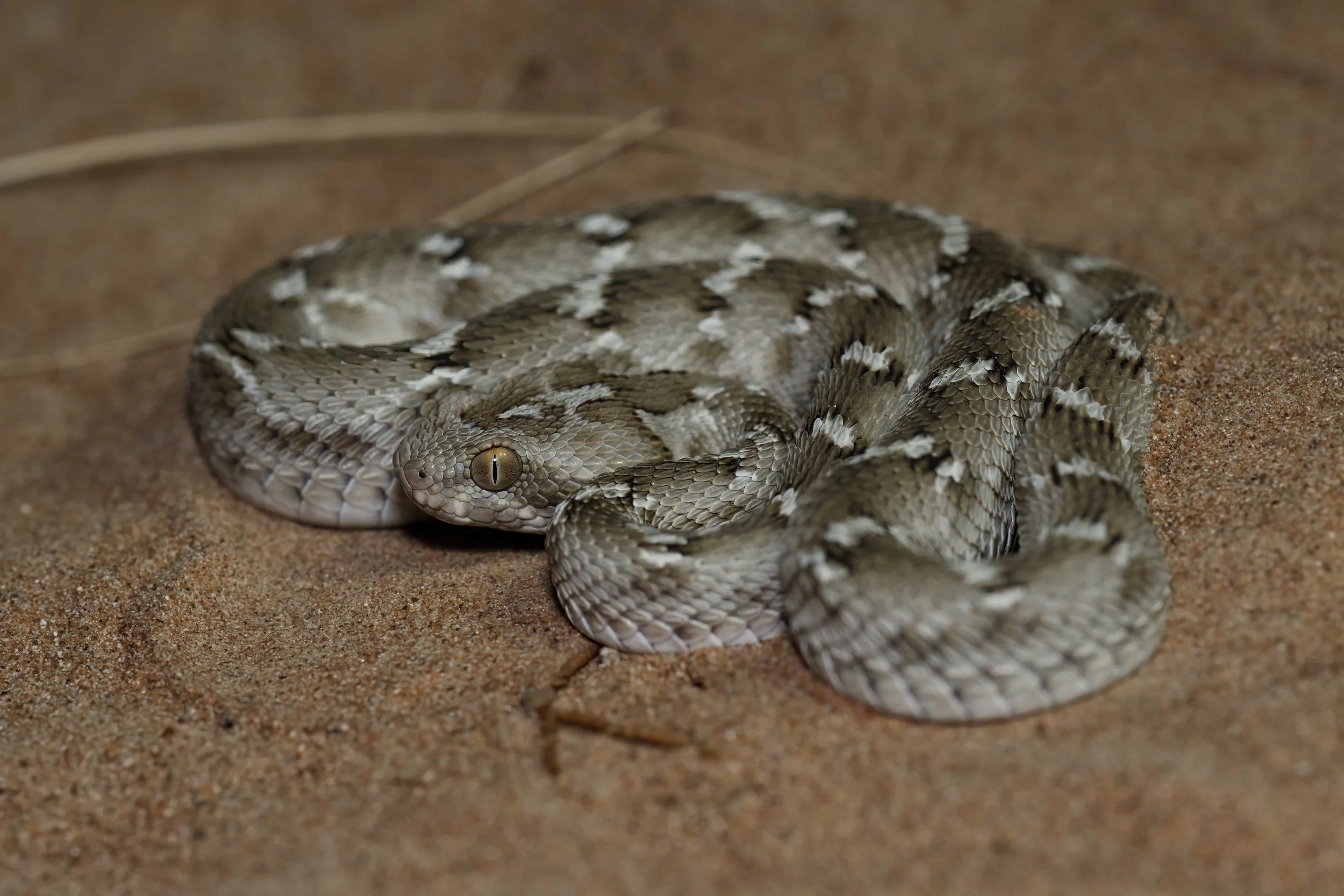 A rattlesnake lying on sandy ground with its head slightly elevated and tail curled, displaying rough, patterned scales and a rattle at the end of its tail.