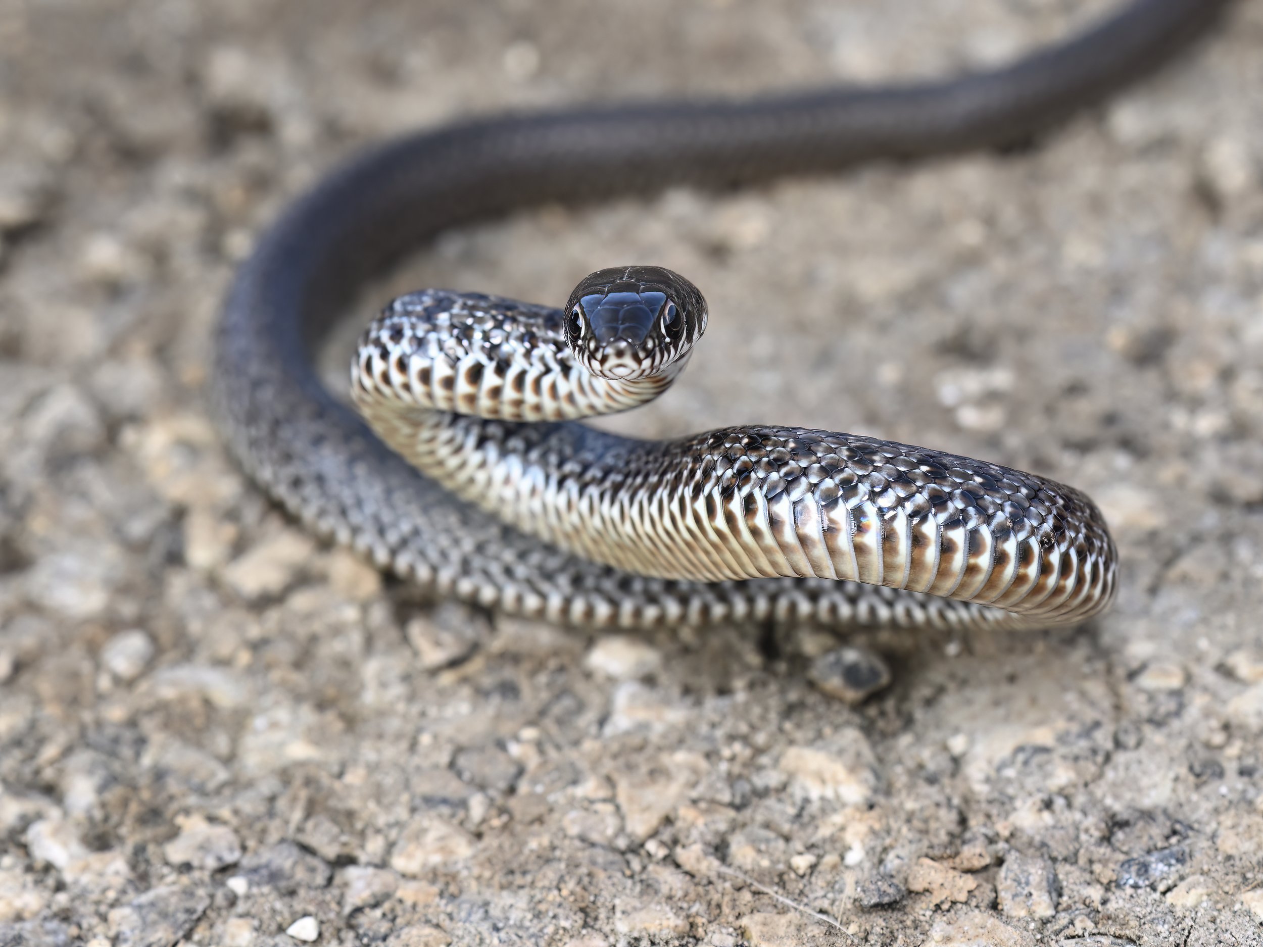 Juvenile Large Whip Snake (Dolichophis jugularis)