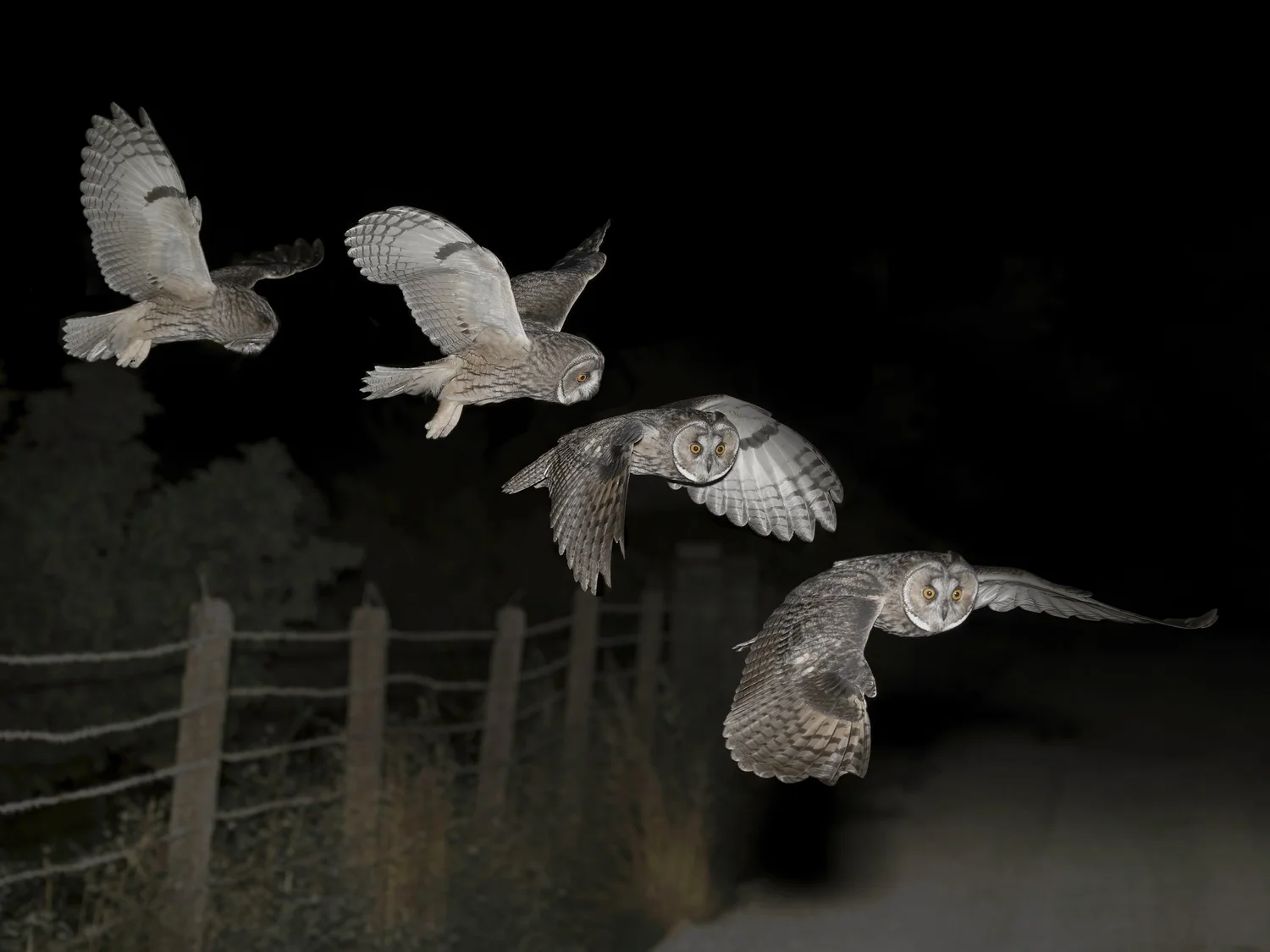 An owl photographed several times in one frame as it flies at night above a fence line
