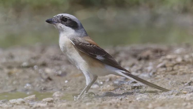 Bay-backed Shrike, UAE