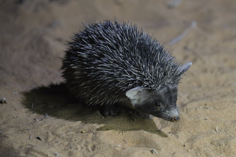 Desert Hedgehog, UAE
